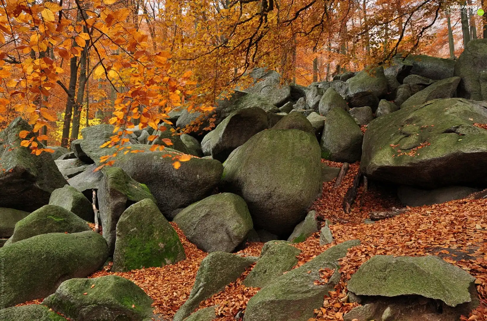 rocks, forest