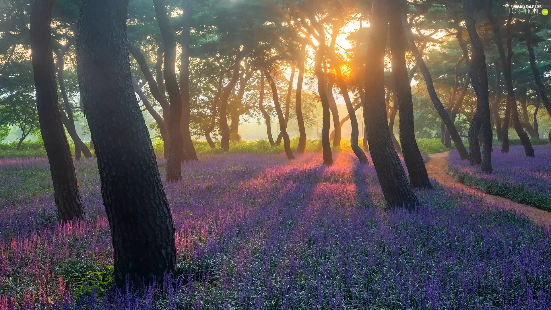 forest, trees, Sunrise, light breaking through sky, Path, viewes