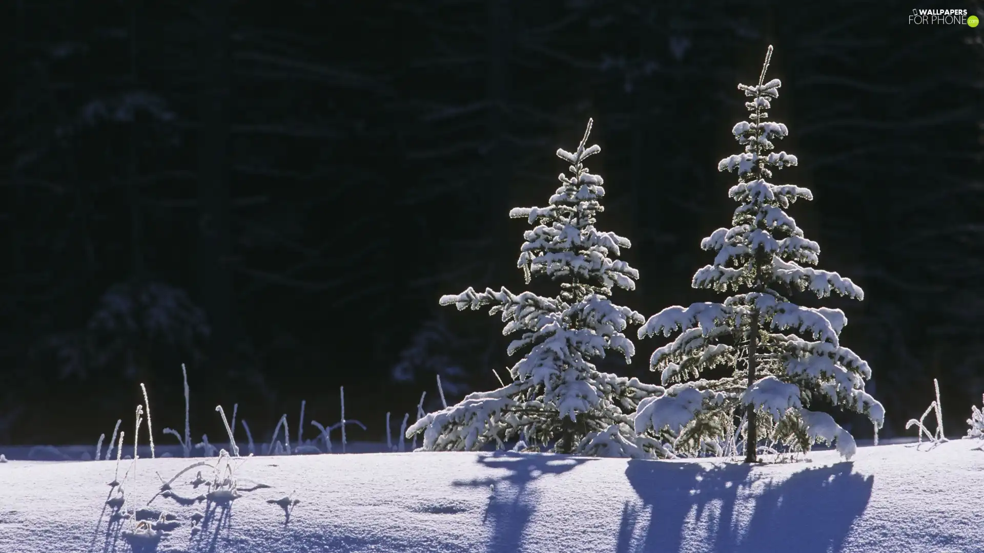 forest, Christmas, snow