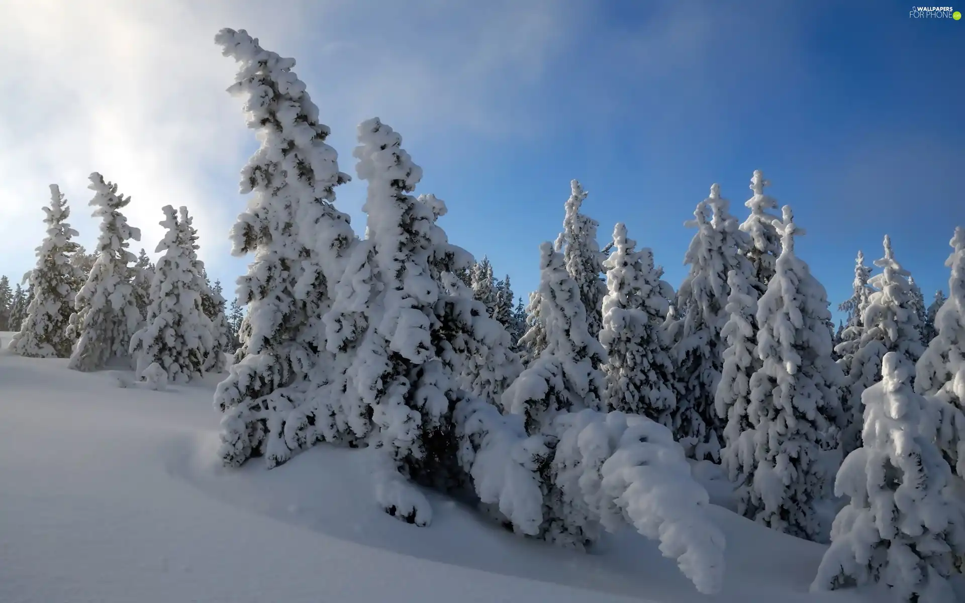 snow, Frost, forest, drifts