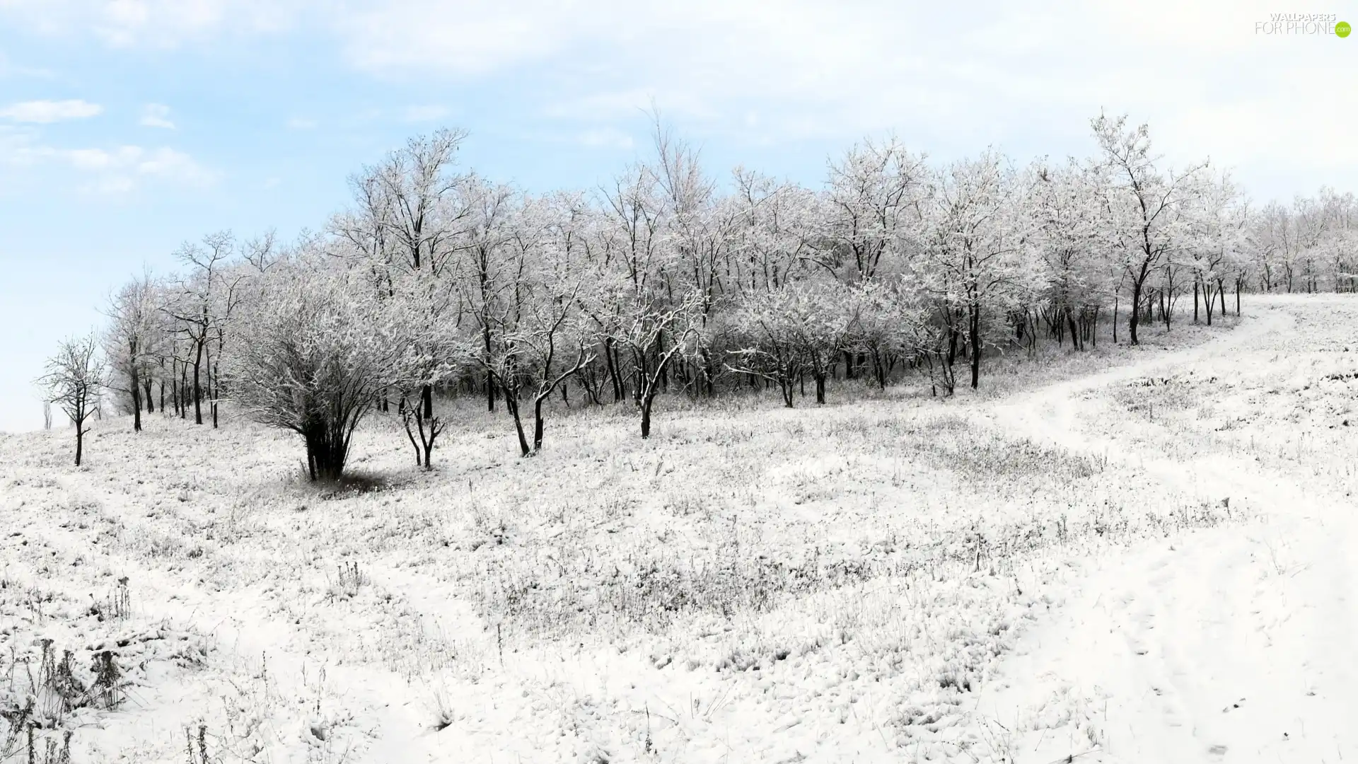 forest, winter, snow