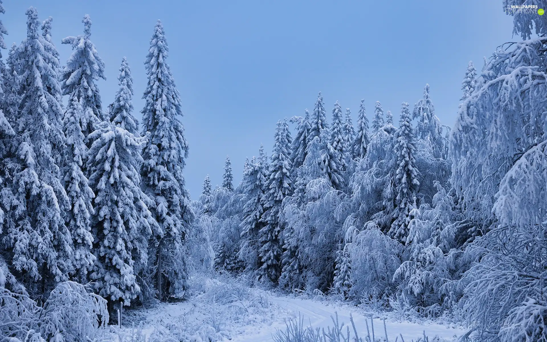 Conifers, forest, snow, Snowy, winter