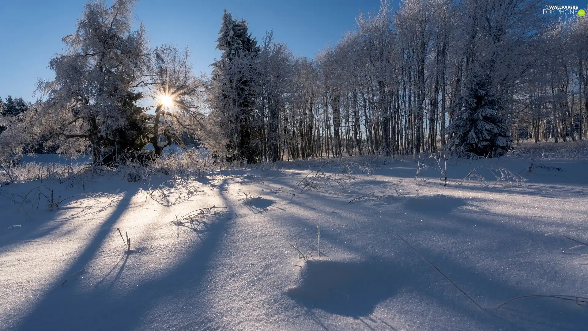 forest, snow, trees, rays of the Sun, winter, Snowy, viewes