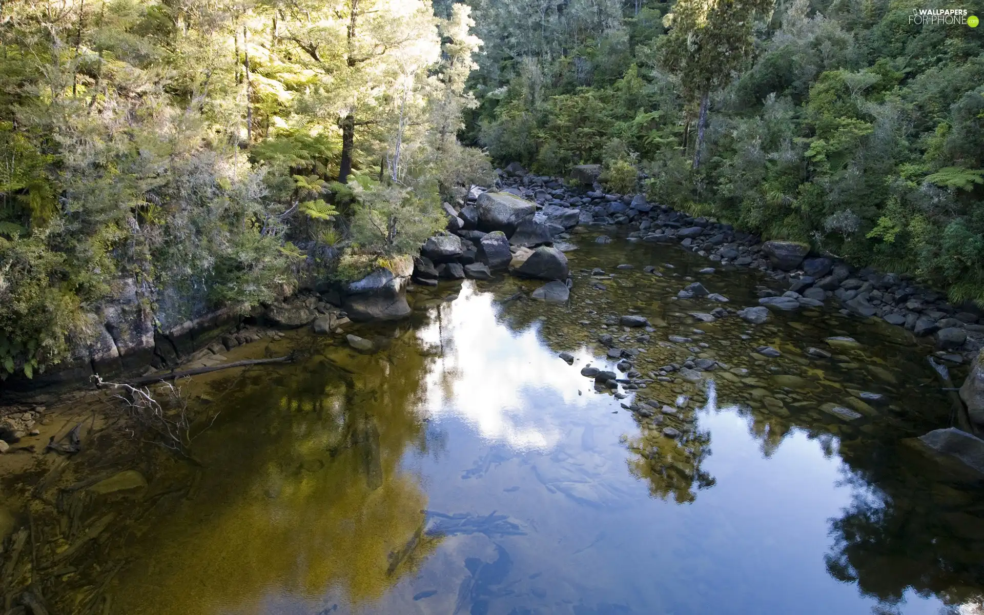 forest, River, Stones