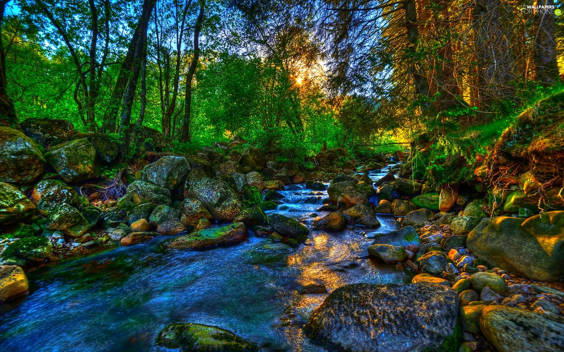 forest, River, Stones