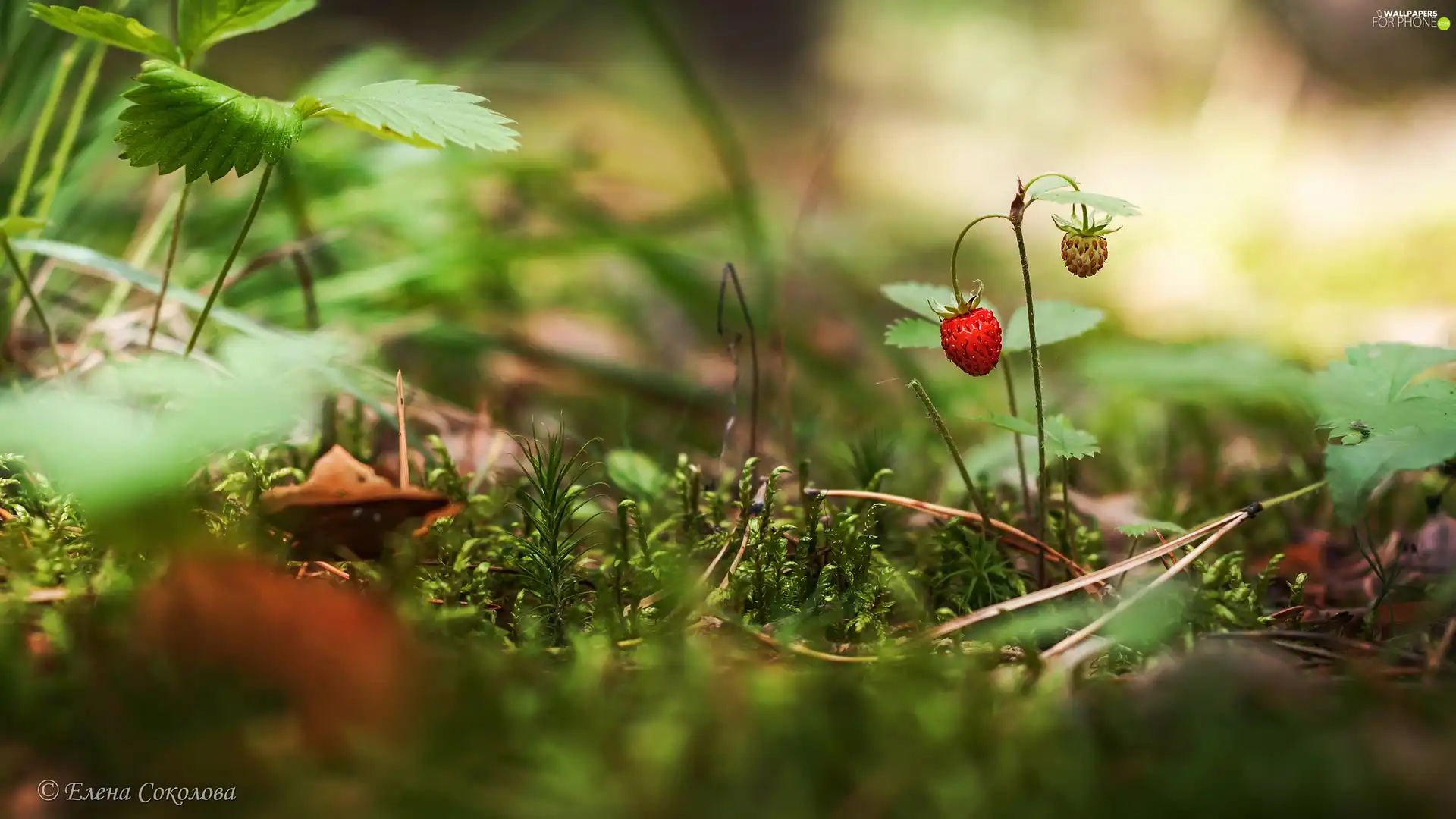 forest, plants, Strawberries