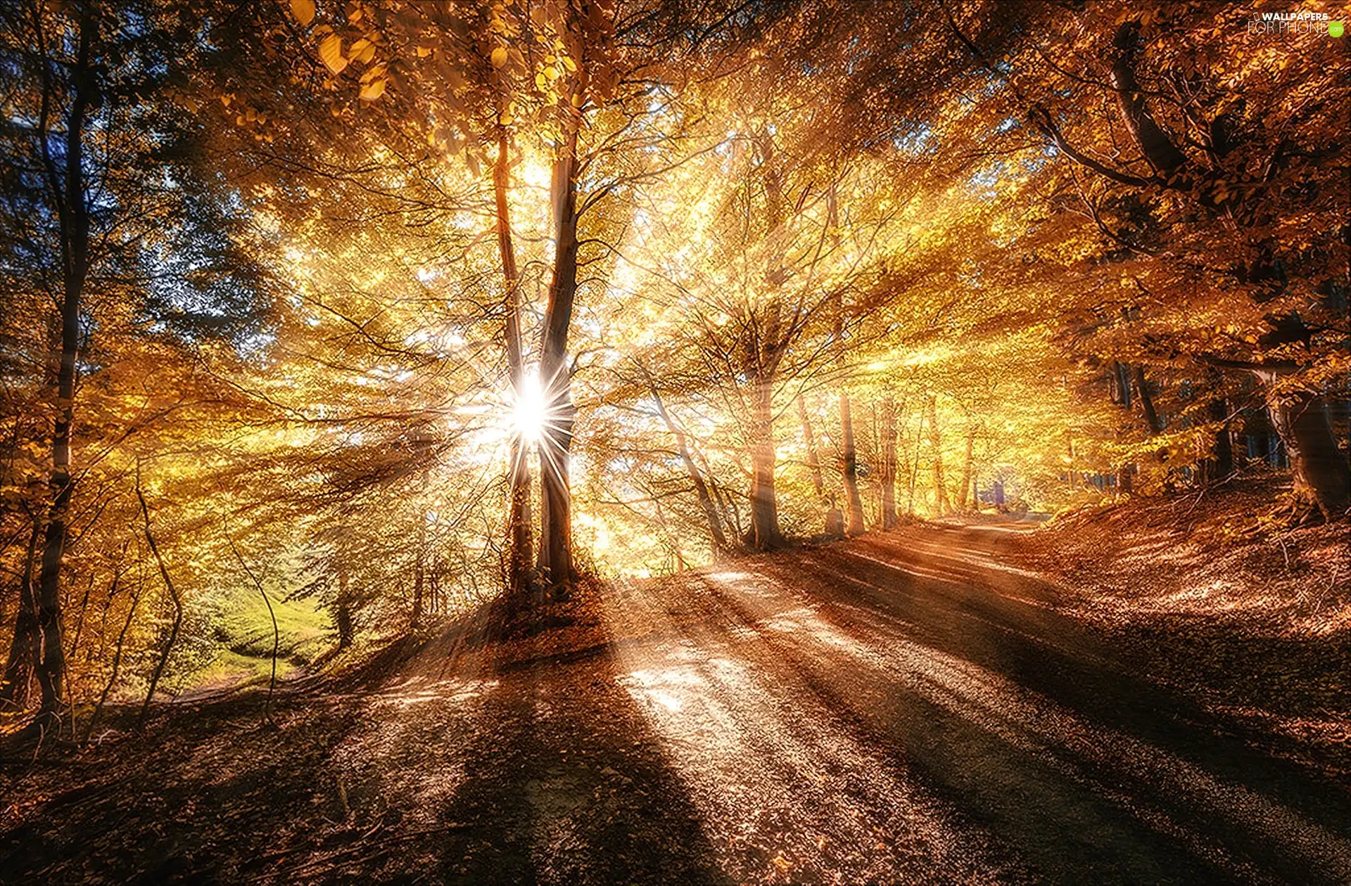 forest, rays, sun