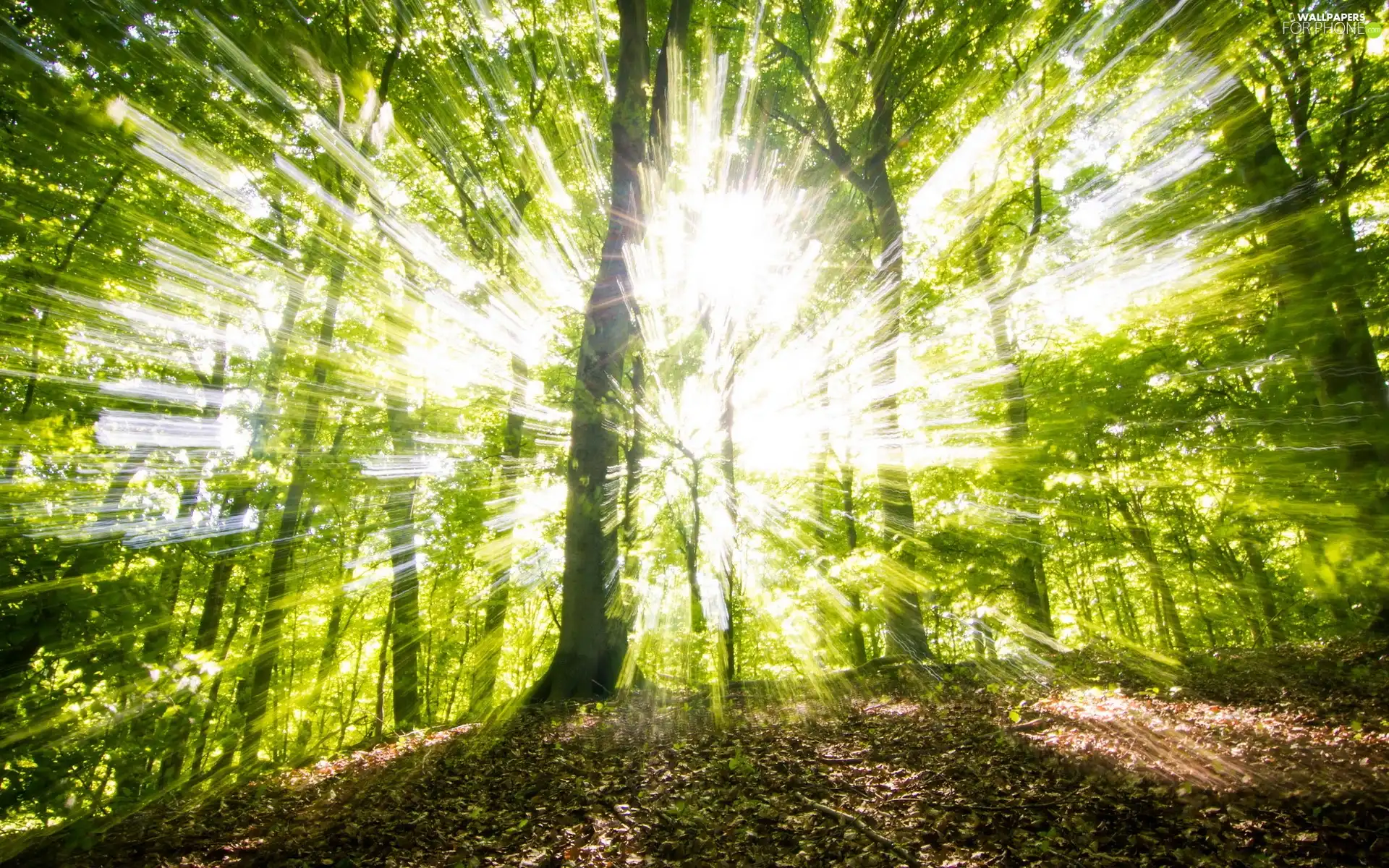 forest, rays, sun