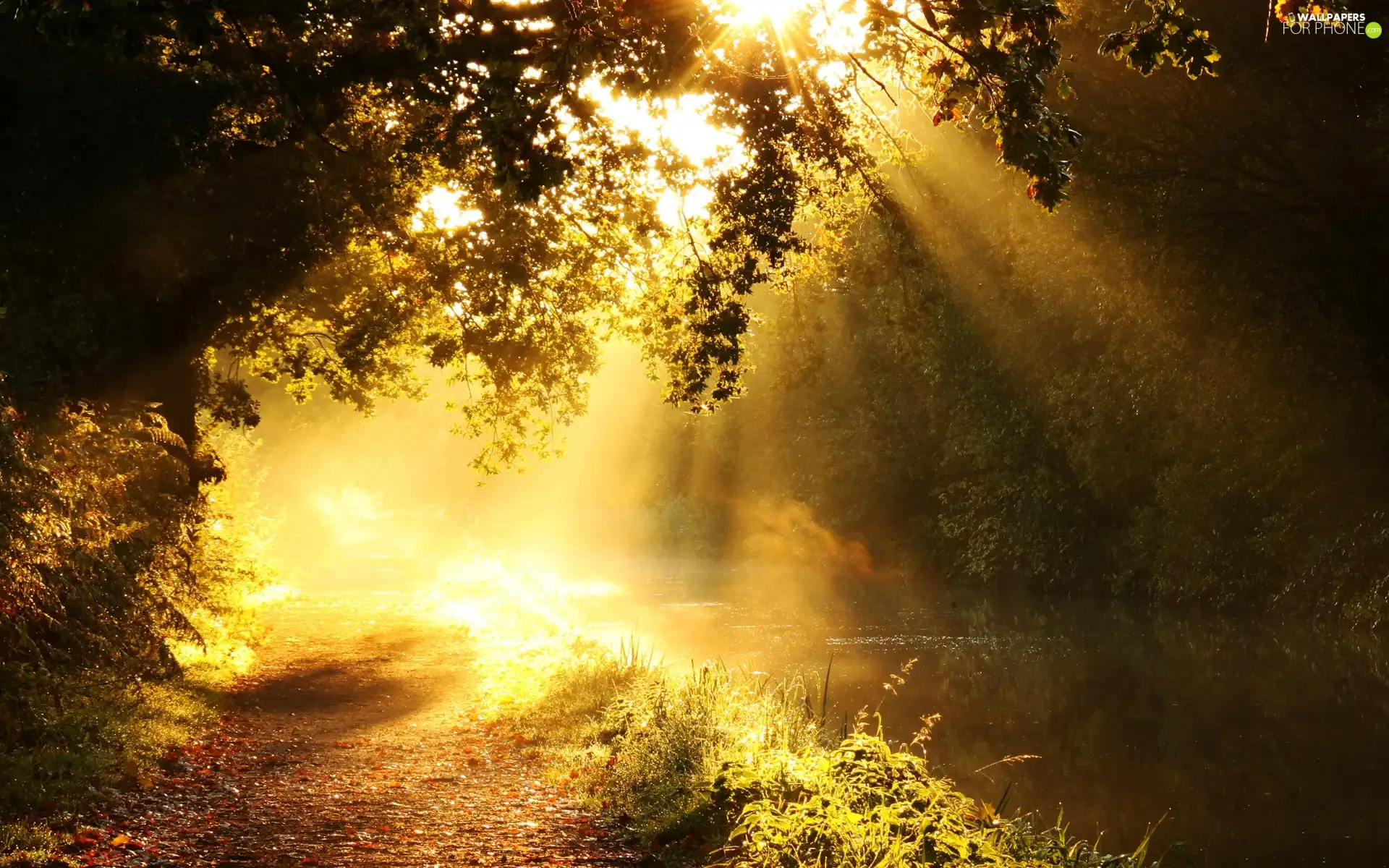 rays, landscape, River, light breaking through sky, sun, forest