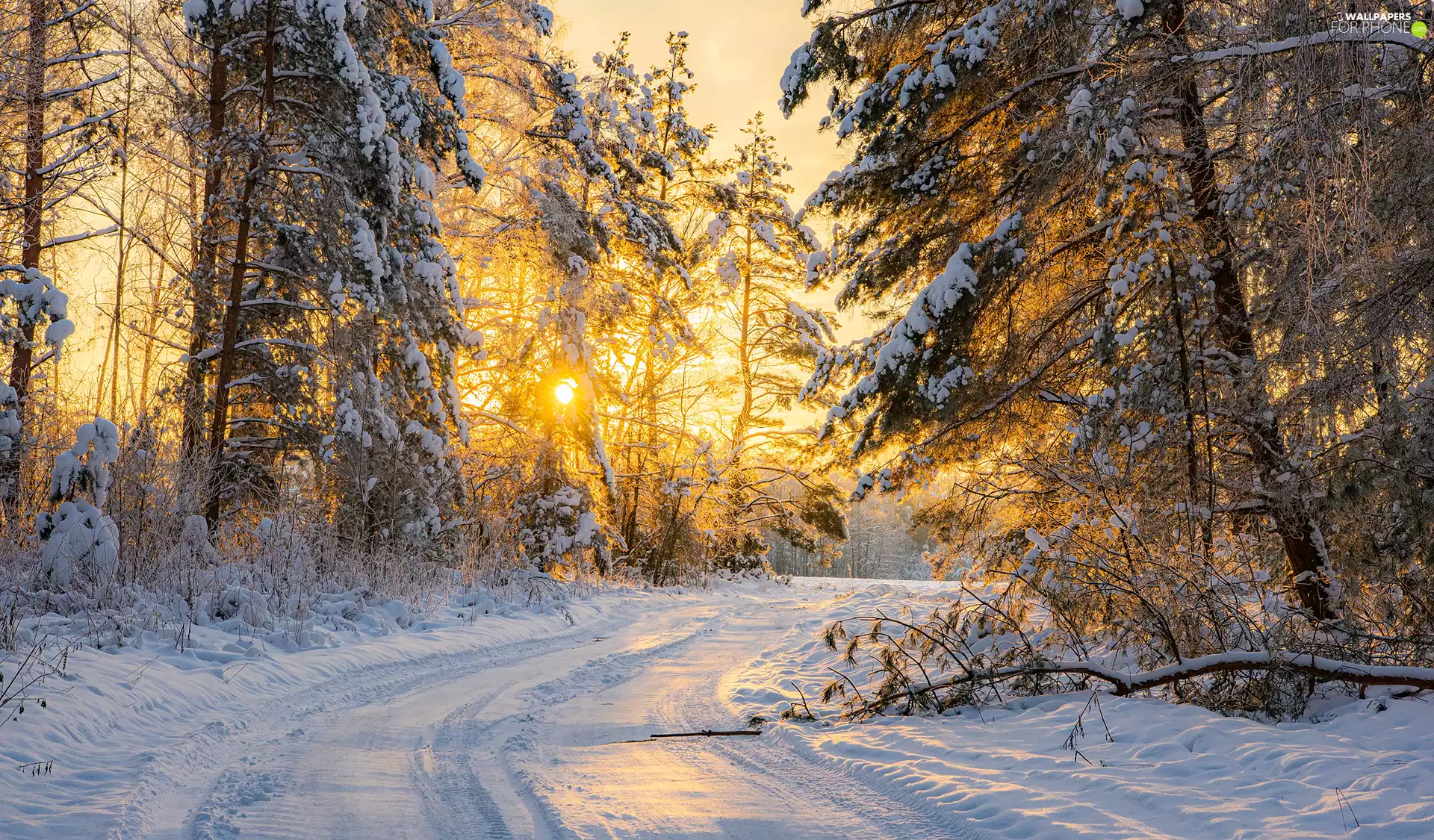 forest, snowy, viewes, Way, winter, trees, rays of the Sun