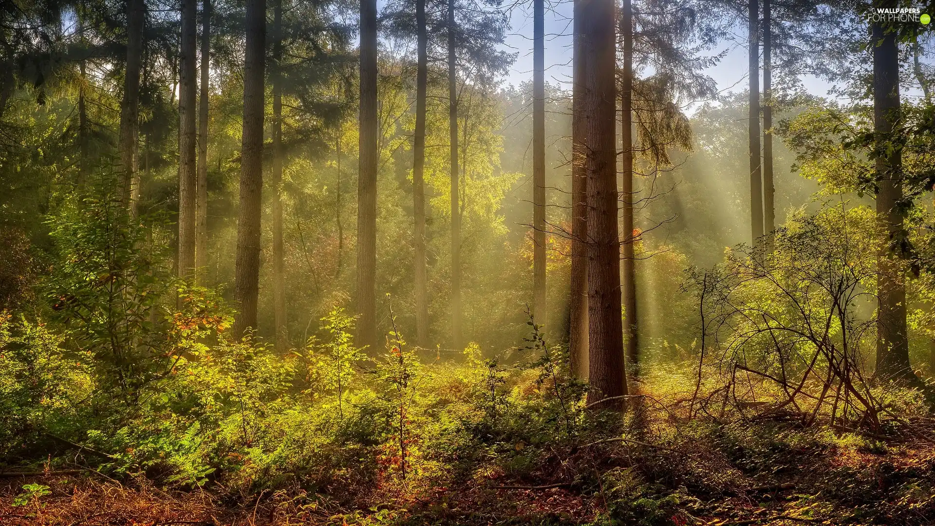light breaking through sky, Plants, trees, viewes, forest