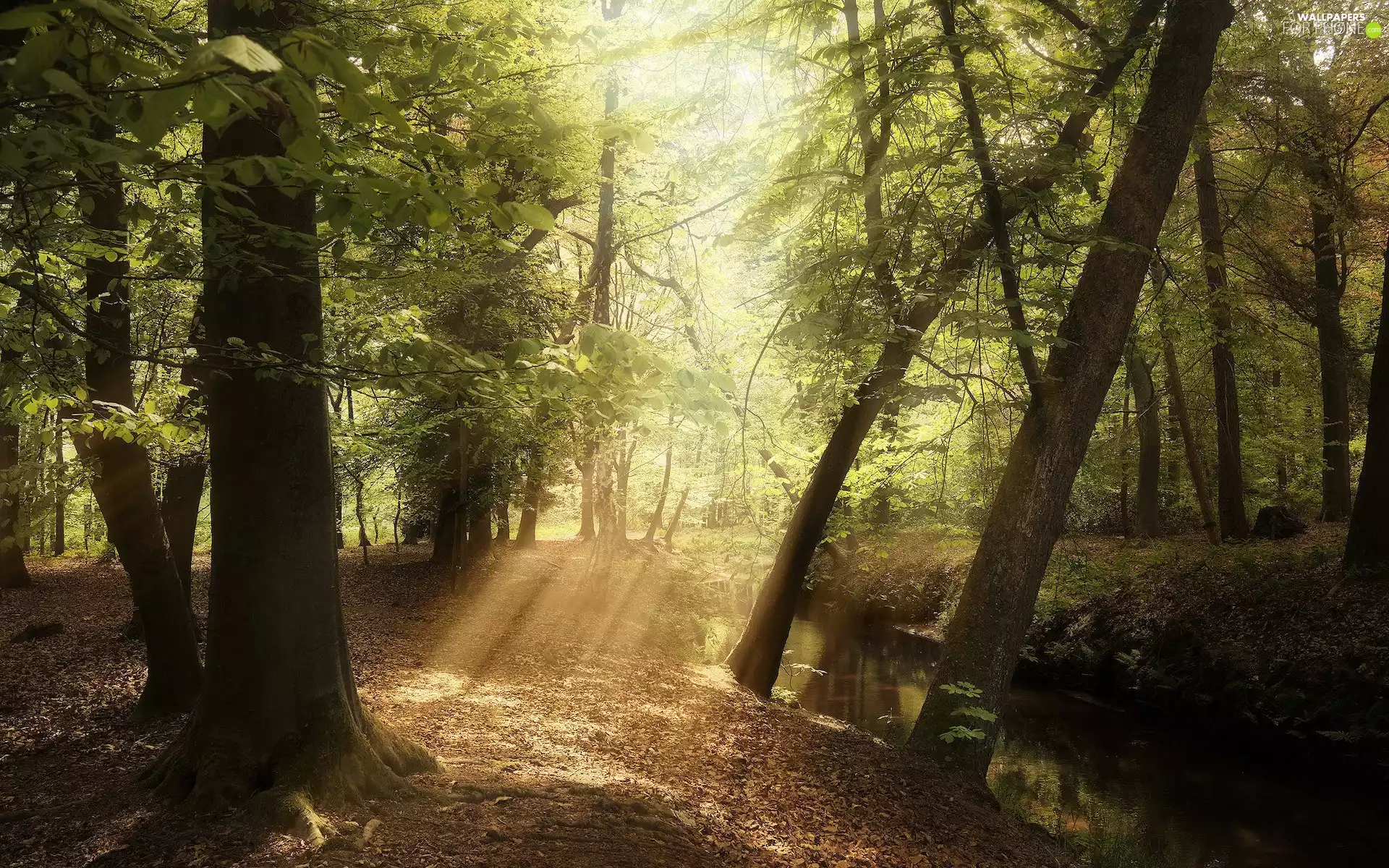 light breaking through sky, River, trees, viewes, forest