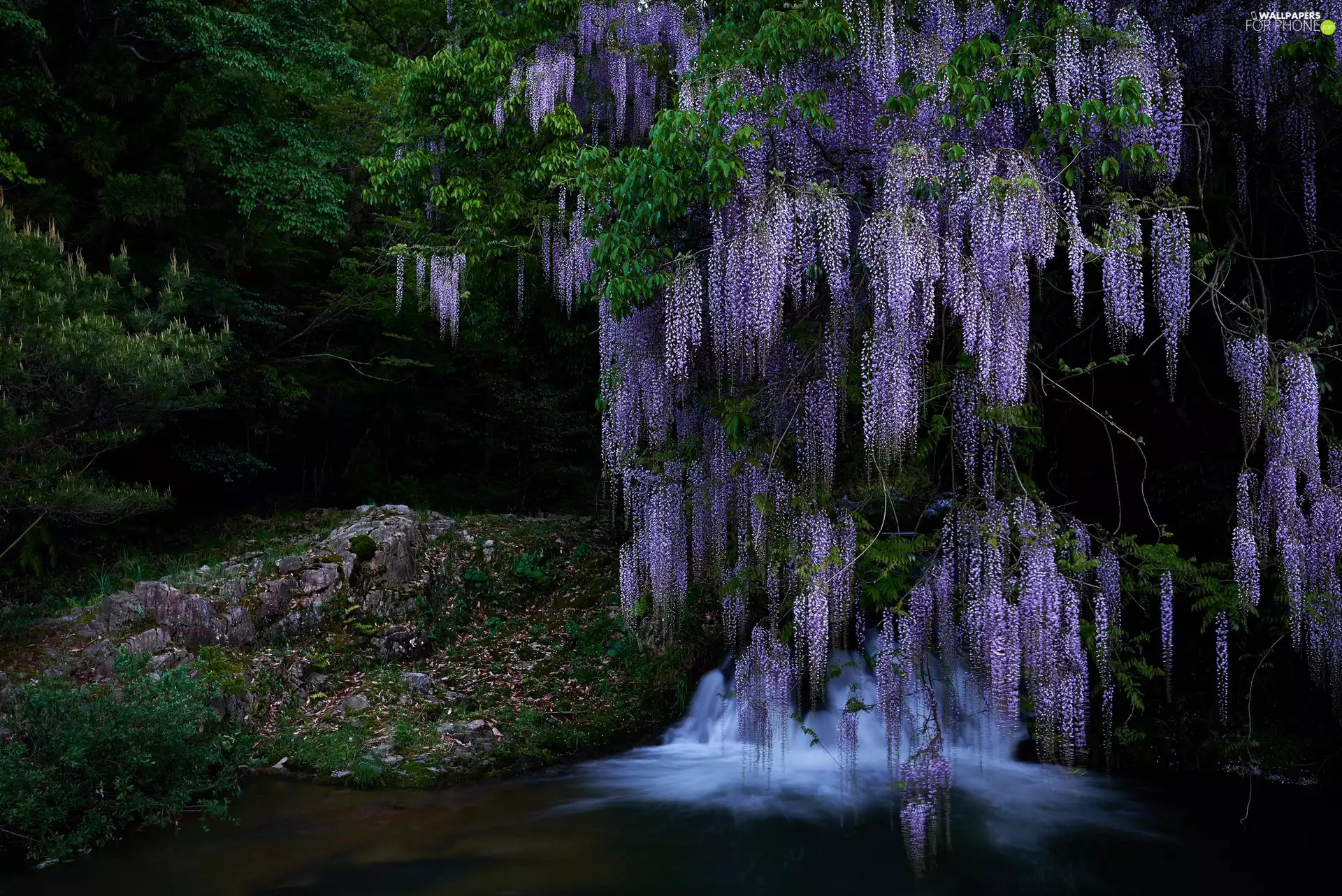 River, forest, trees, Rocks, wistaria