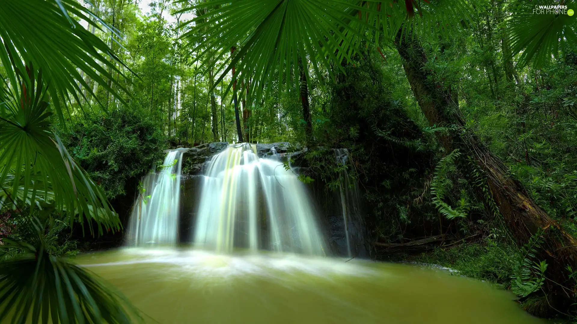 forest, waterfall, tropical
