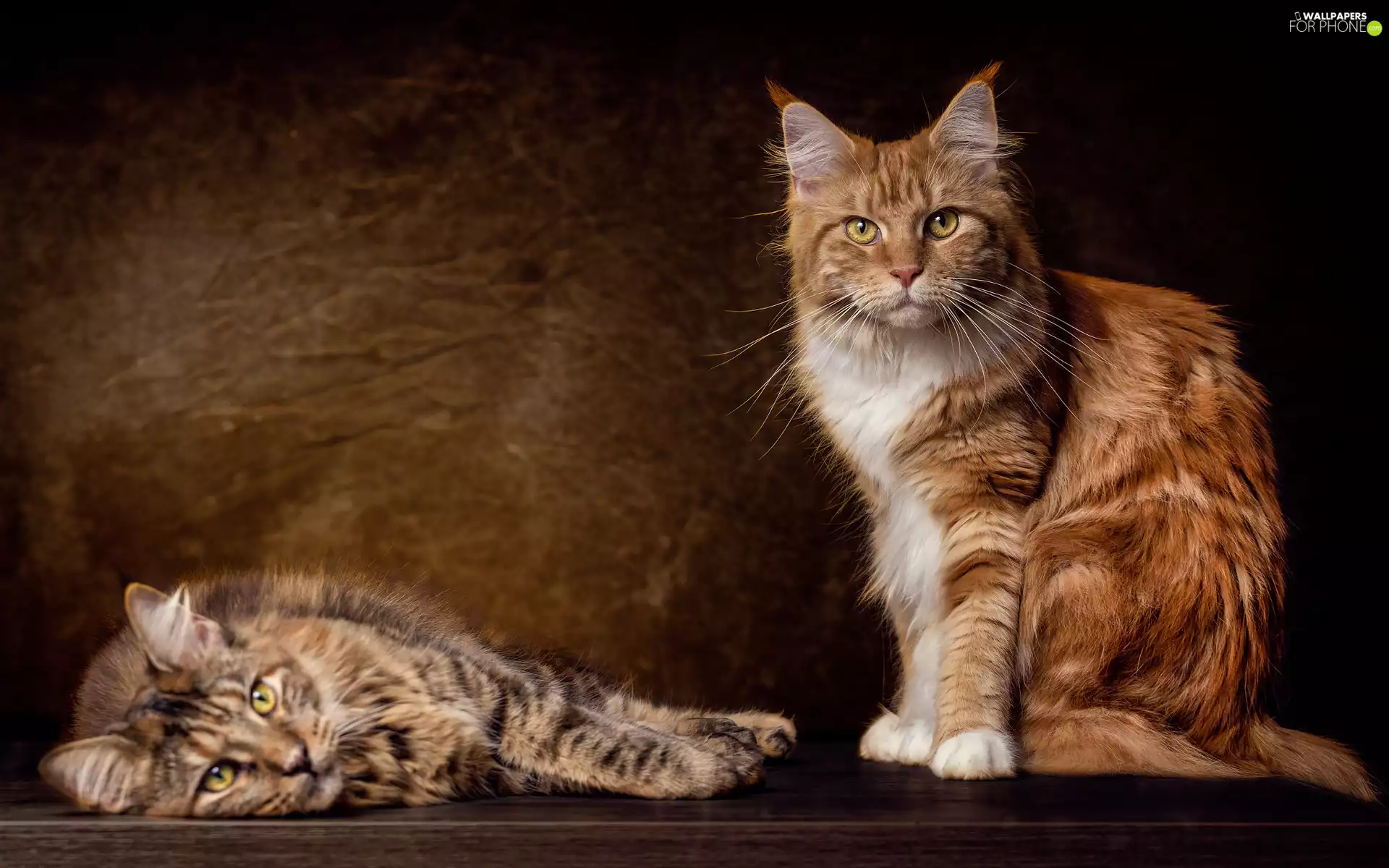 Norwegian Forest, Two cars, cats
