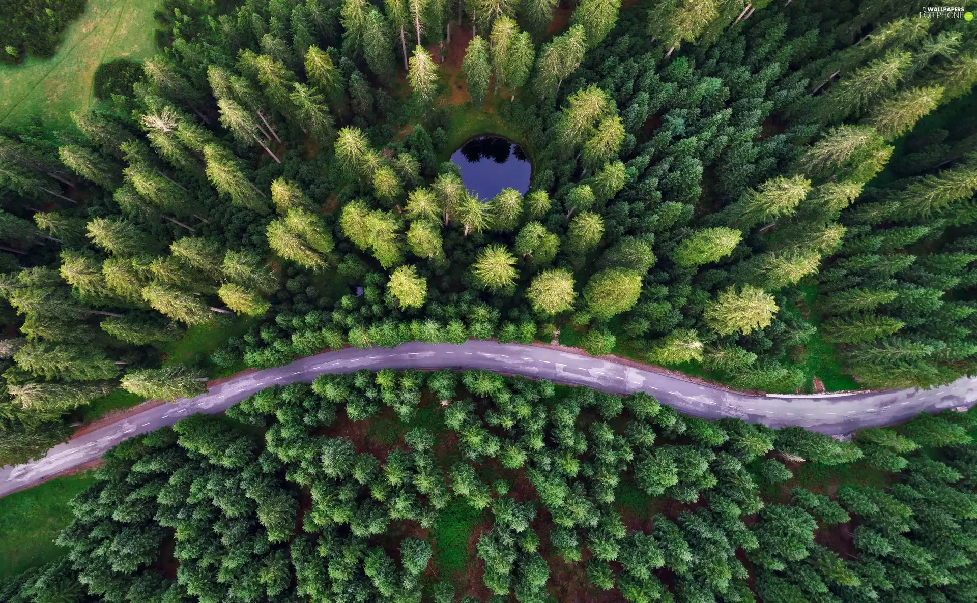 forest, Way, Bohinjska Bela, Slovenia, Aerial View, Pond - car