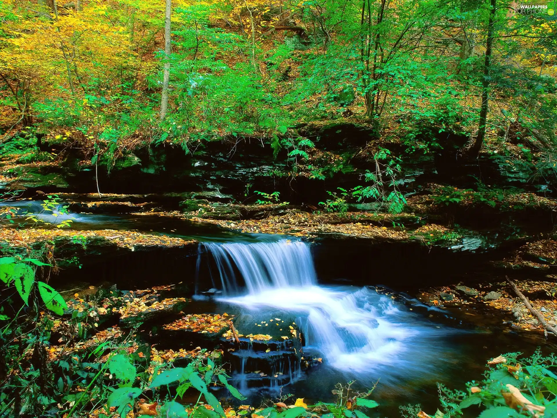 forest, autumn, waterfall