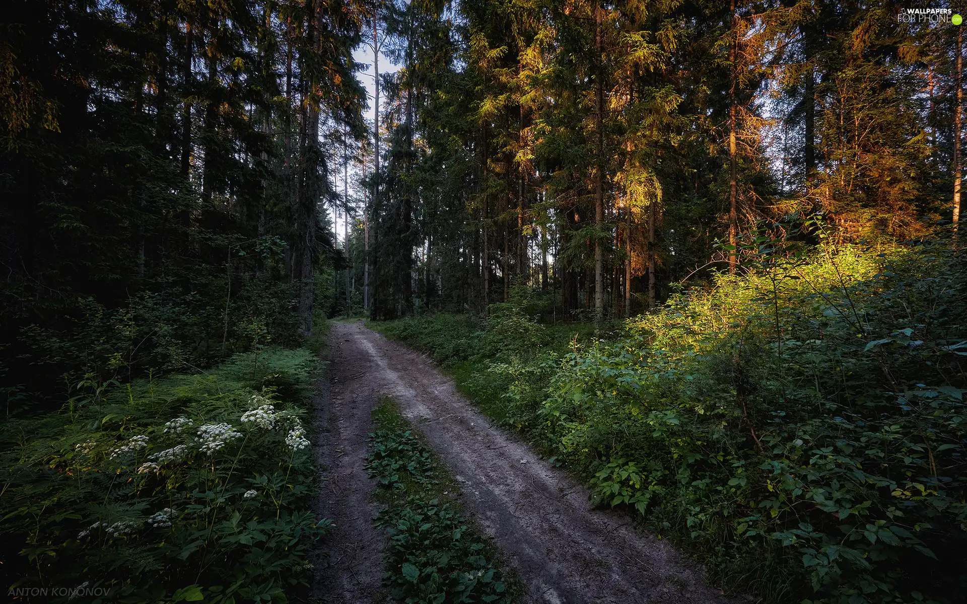 Way, Flowers, morning, forest