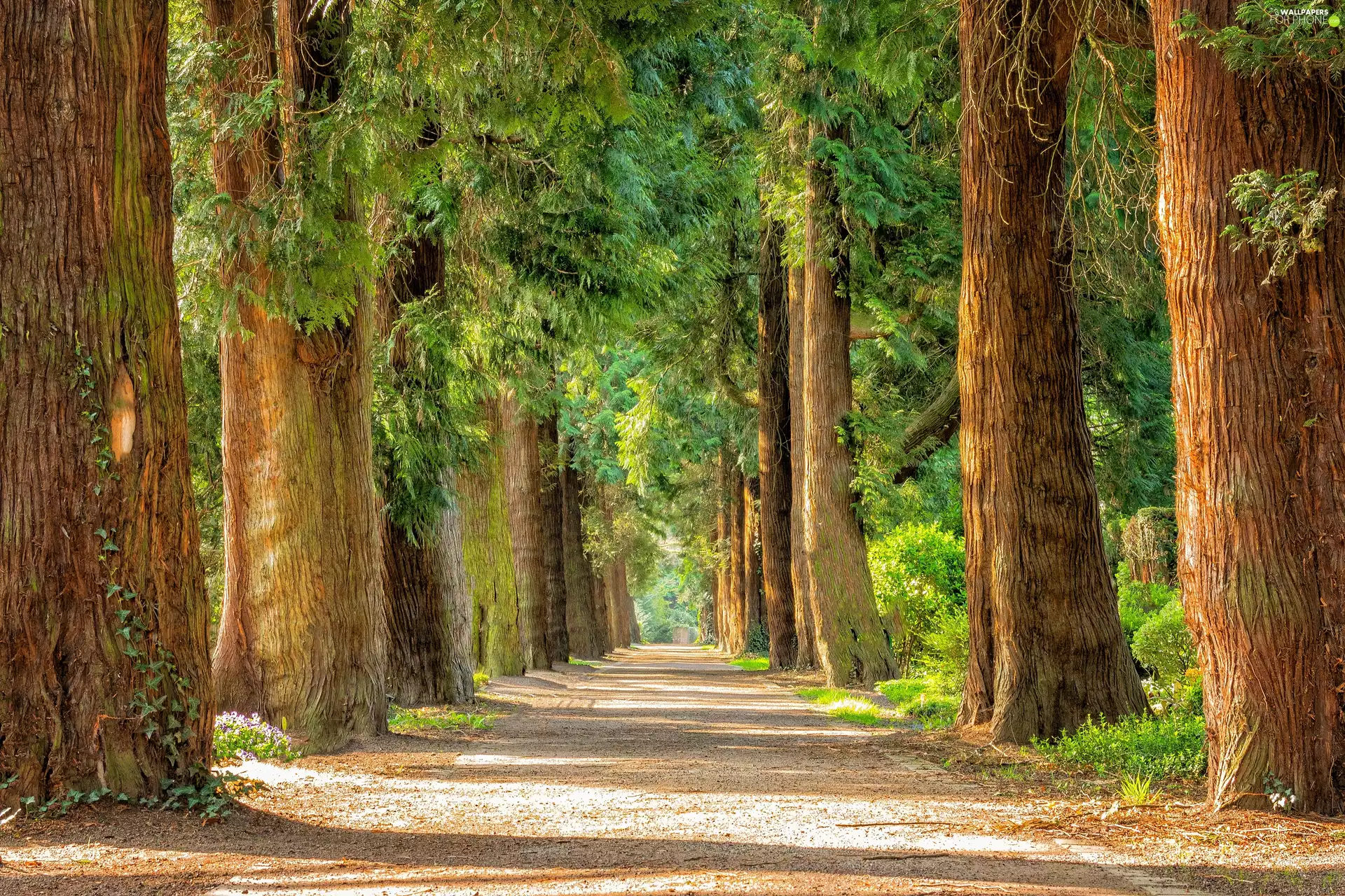 Way, trees, viewes, forest