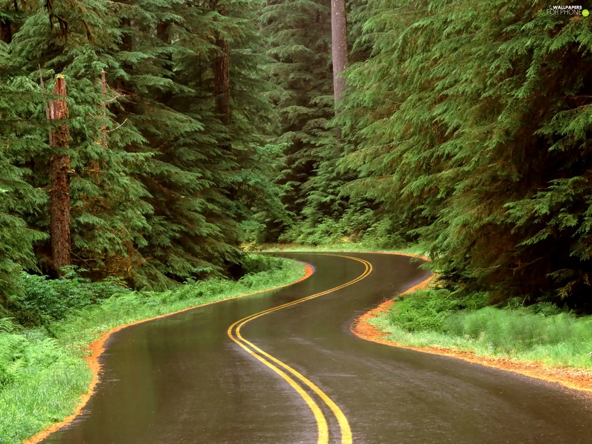 WET, Way, forest, winding