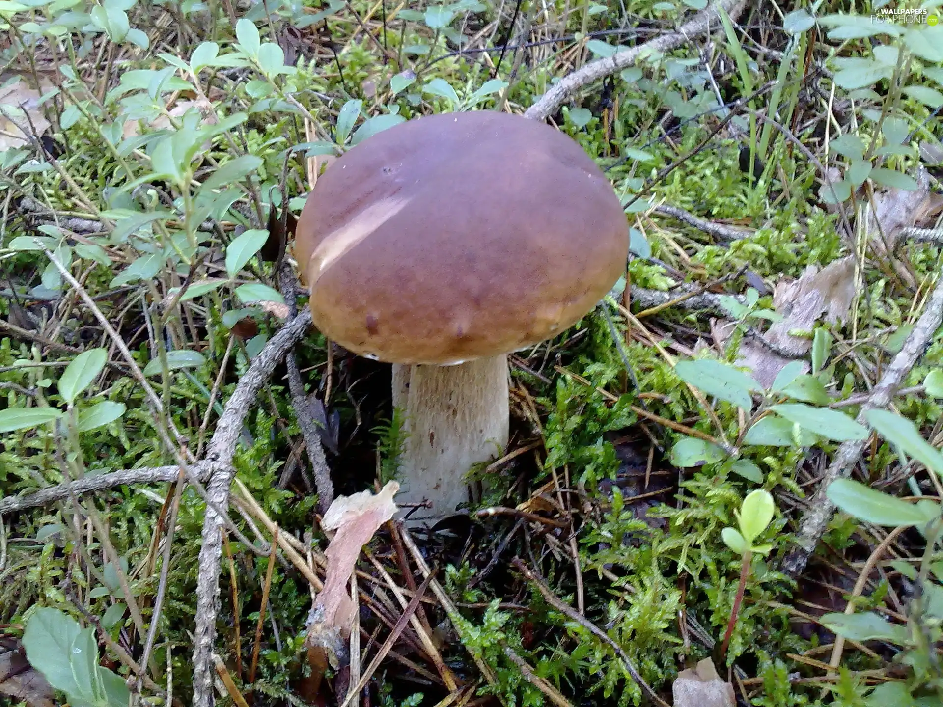 Beatyfull, fleece, forester, Mushrooms