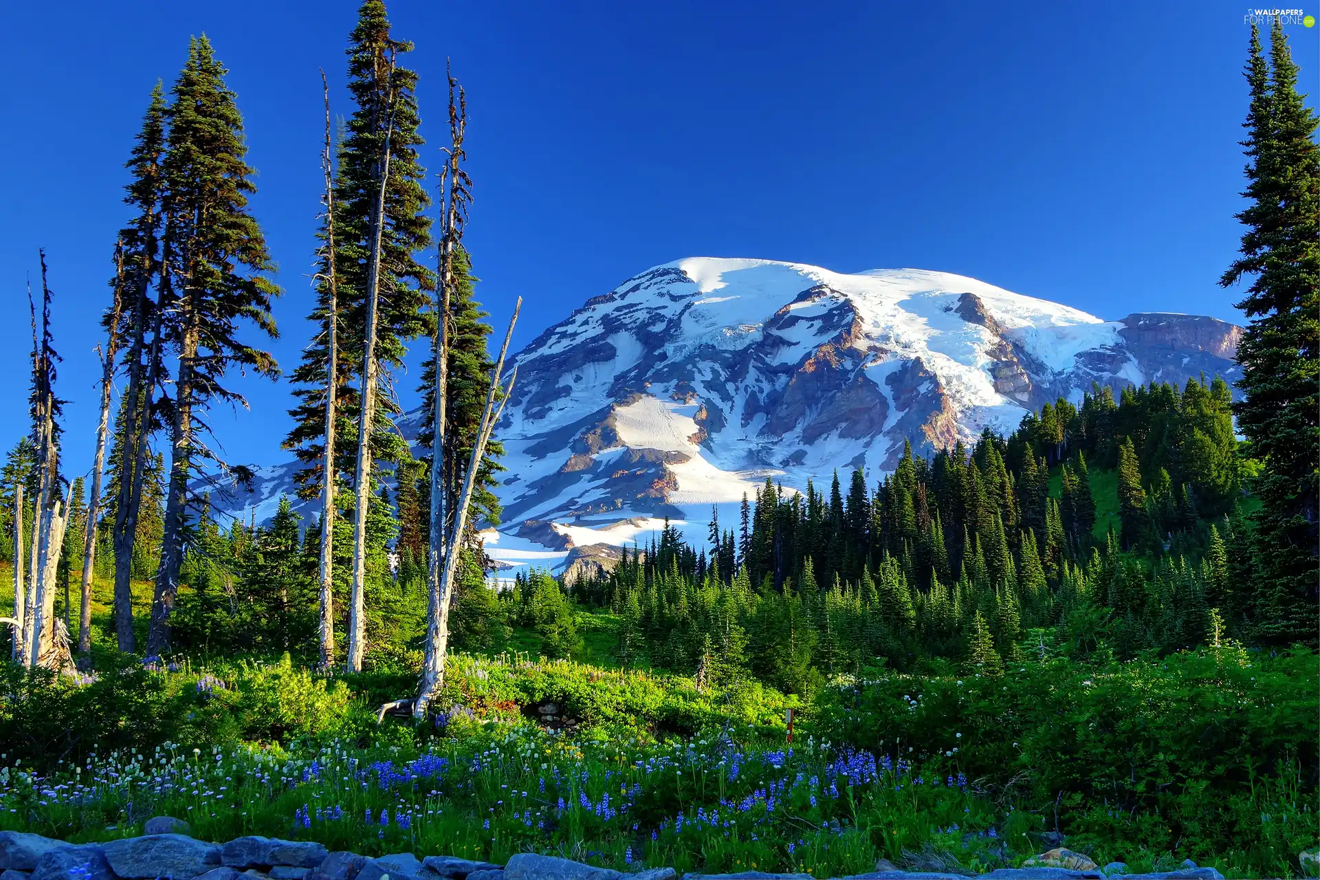 forester, Flowers, trees, viewes, Mountains