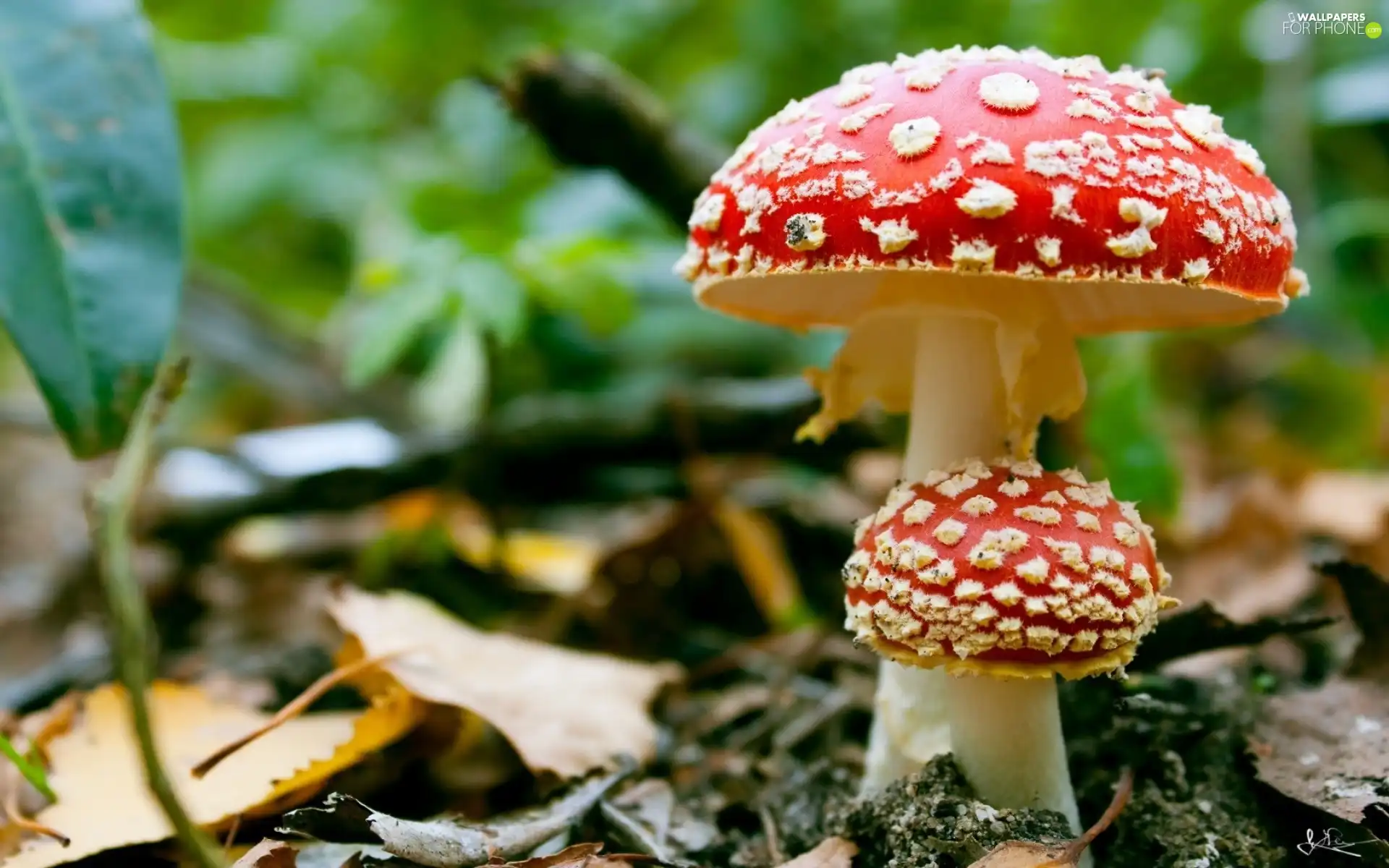 Red toadstool, fleece, forester, mushrooms