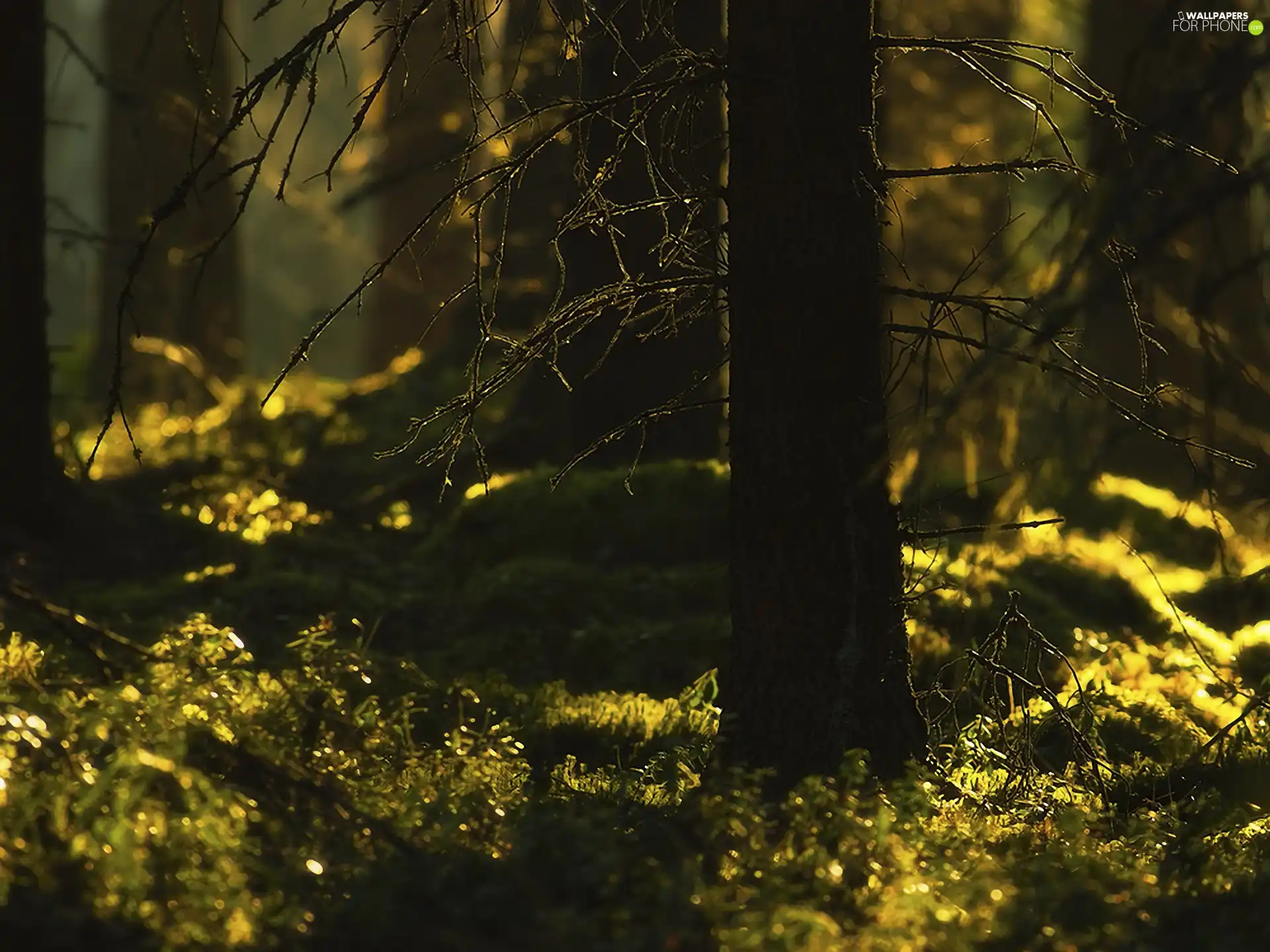 trees, sheathing, forester, viewes