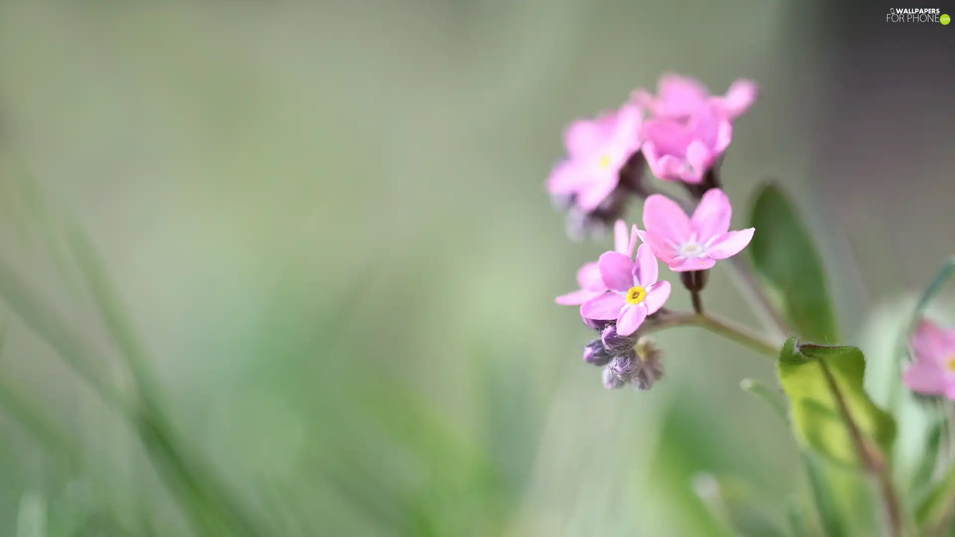 Colourfull Flowers, Pink, forget-me-not