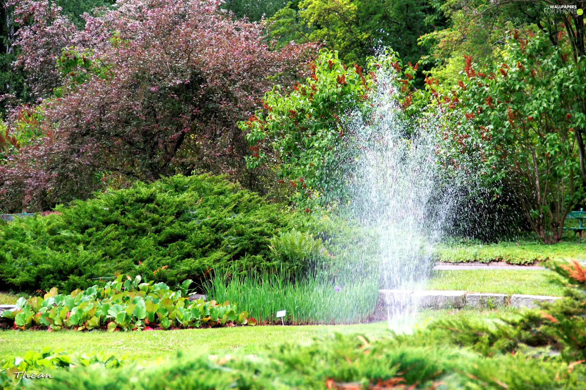 Garden, Poznań, fountain, botanical