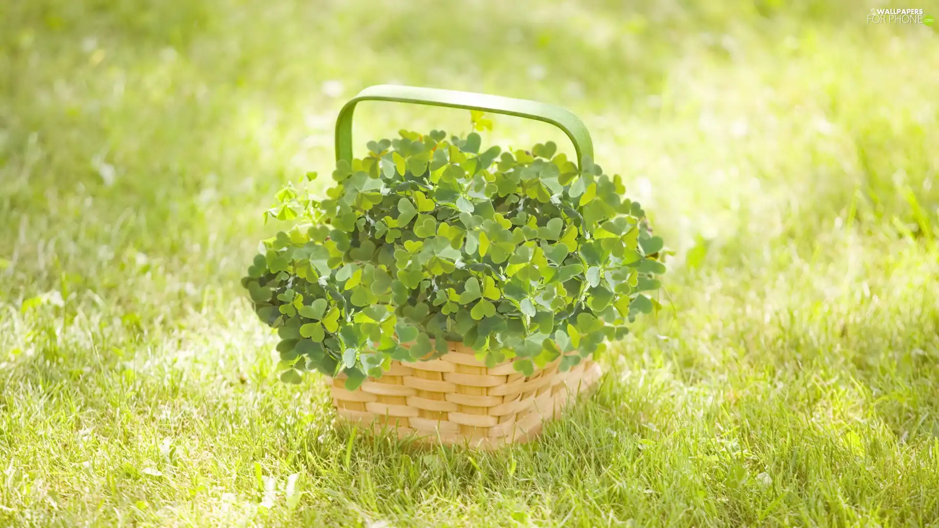 Clovers, basket, four-leaf