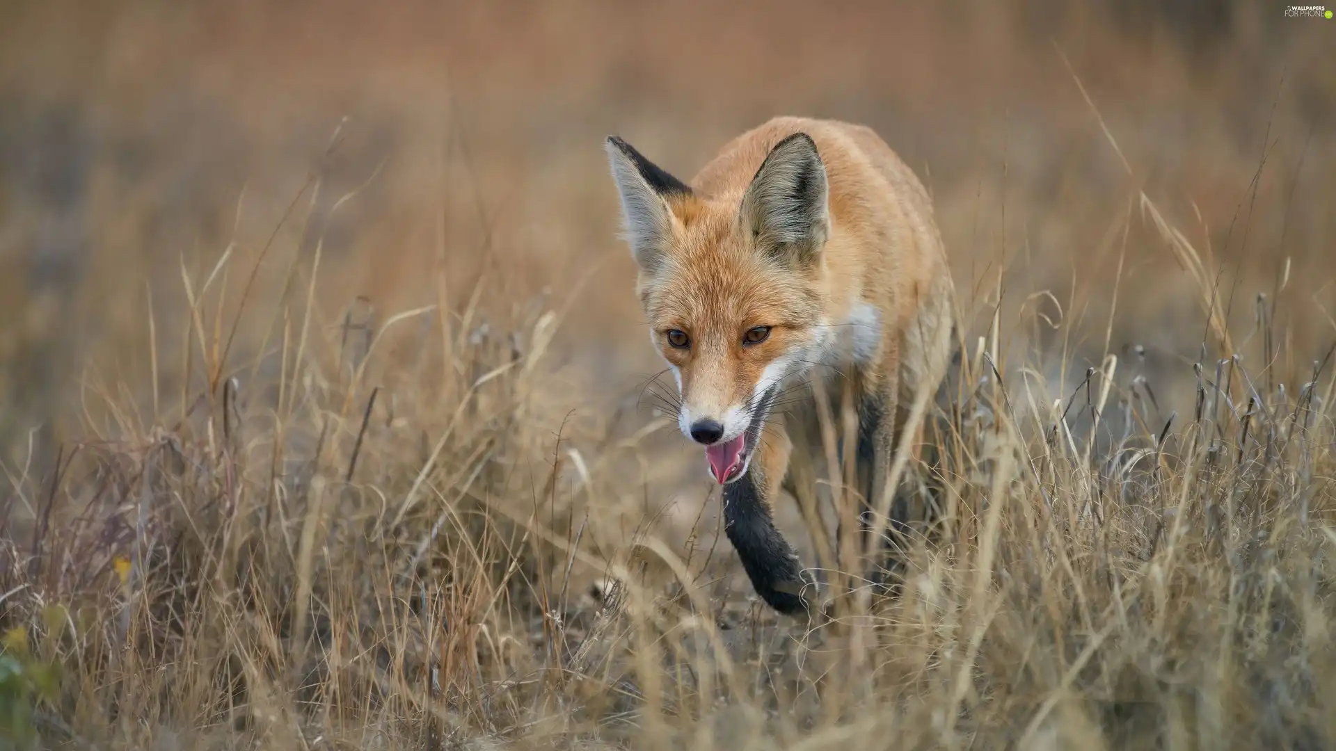 ginger, Black, paws, Fox