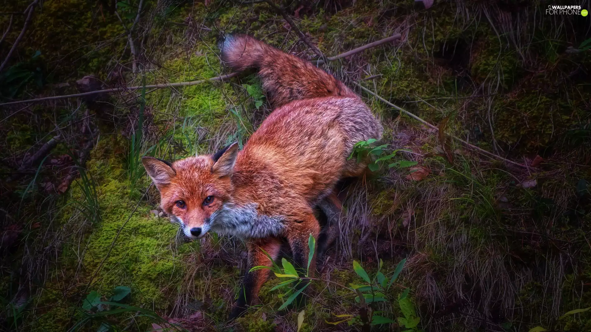 ginger, Moss, Plants, Fox