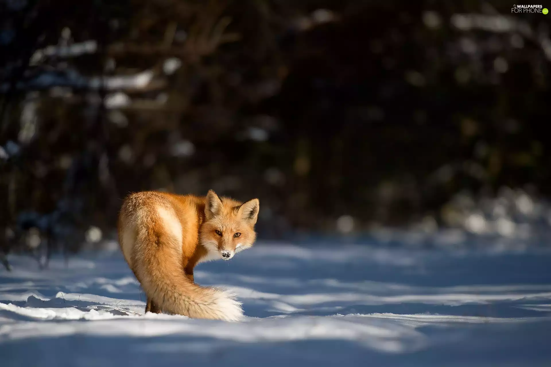 ginger, snow, winter, Fox