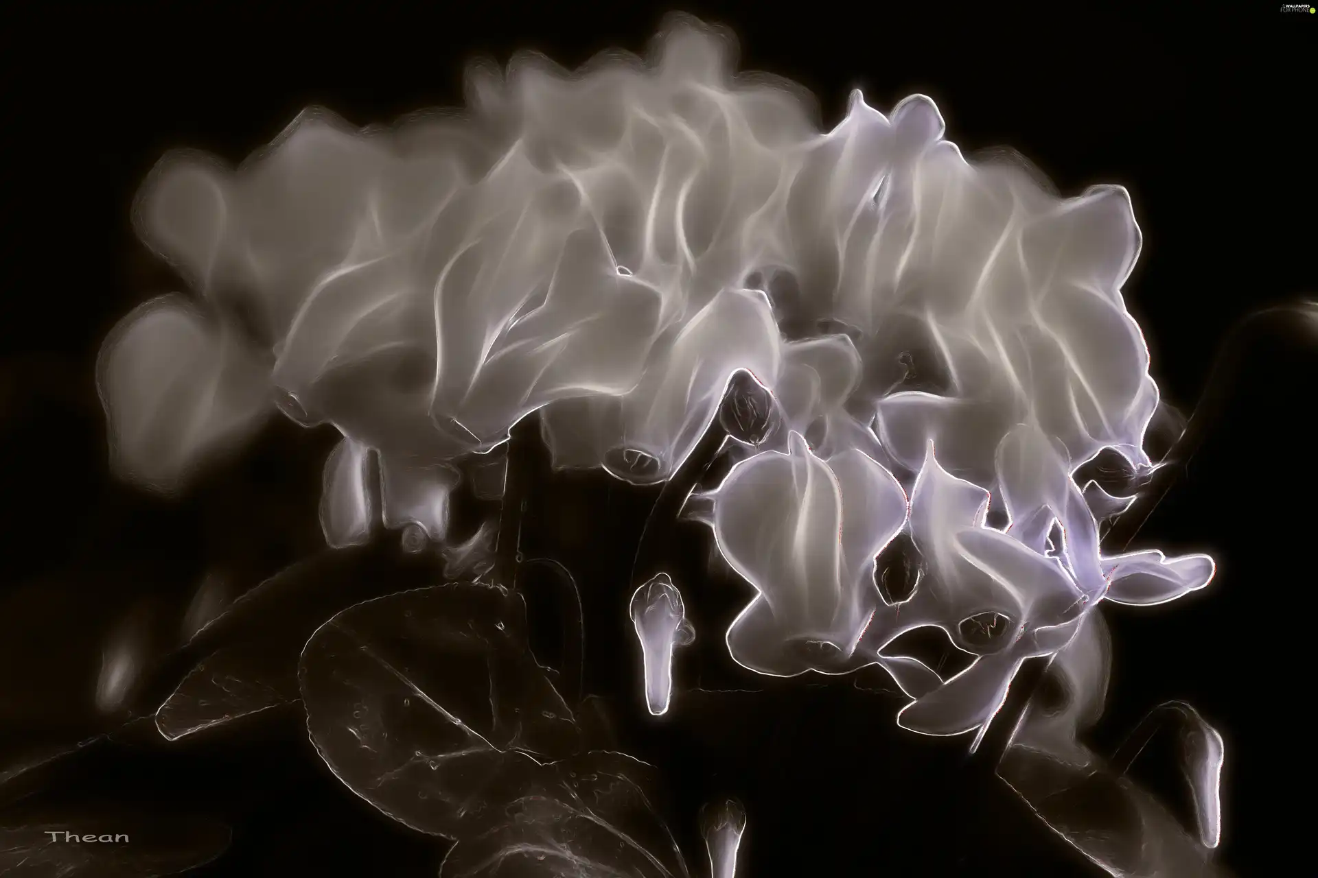 Cyclamen, Fractalius