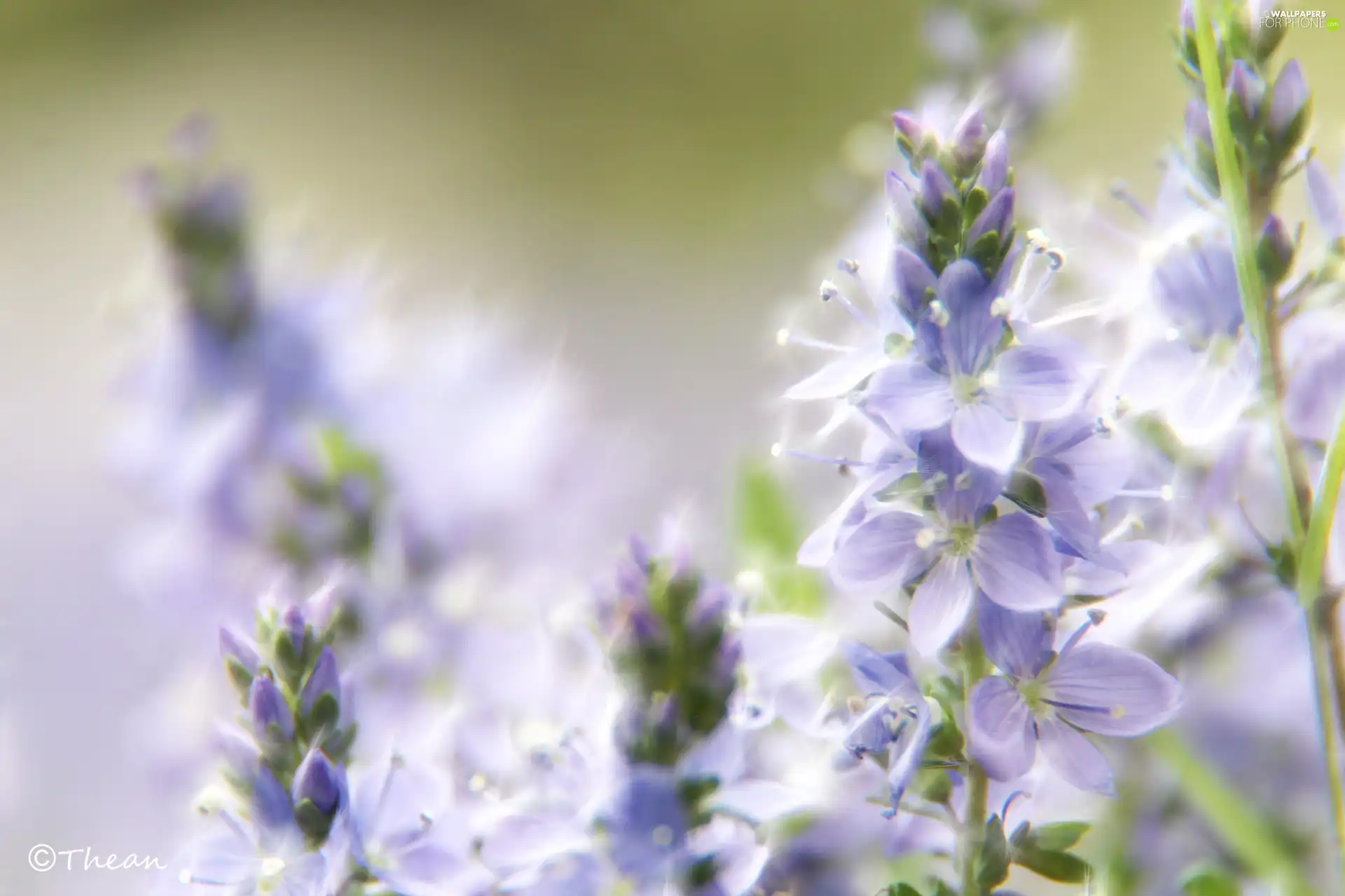 Fractalius, purple, Flowers