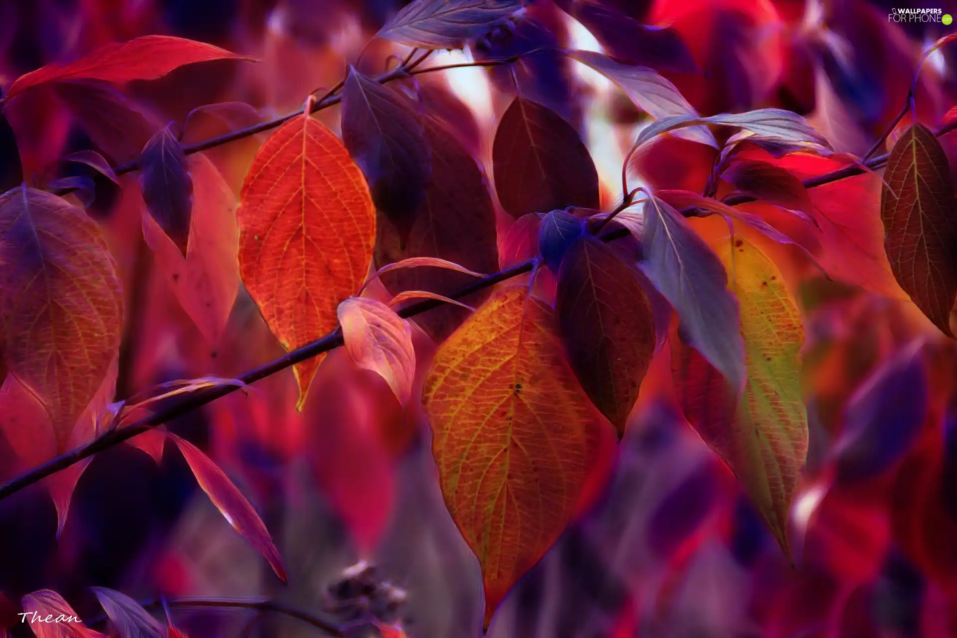 Fractalius, color, Leaf