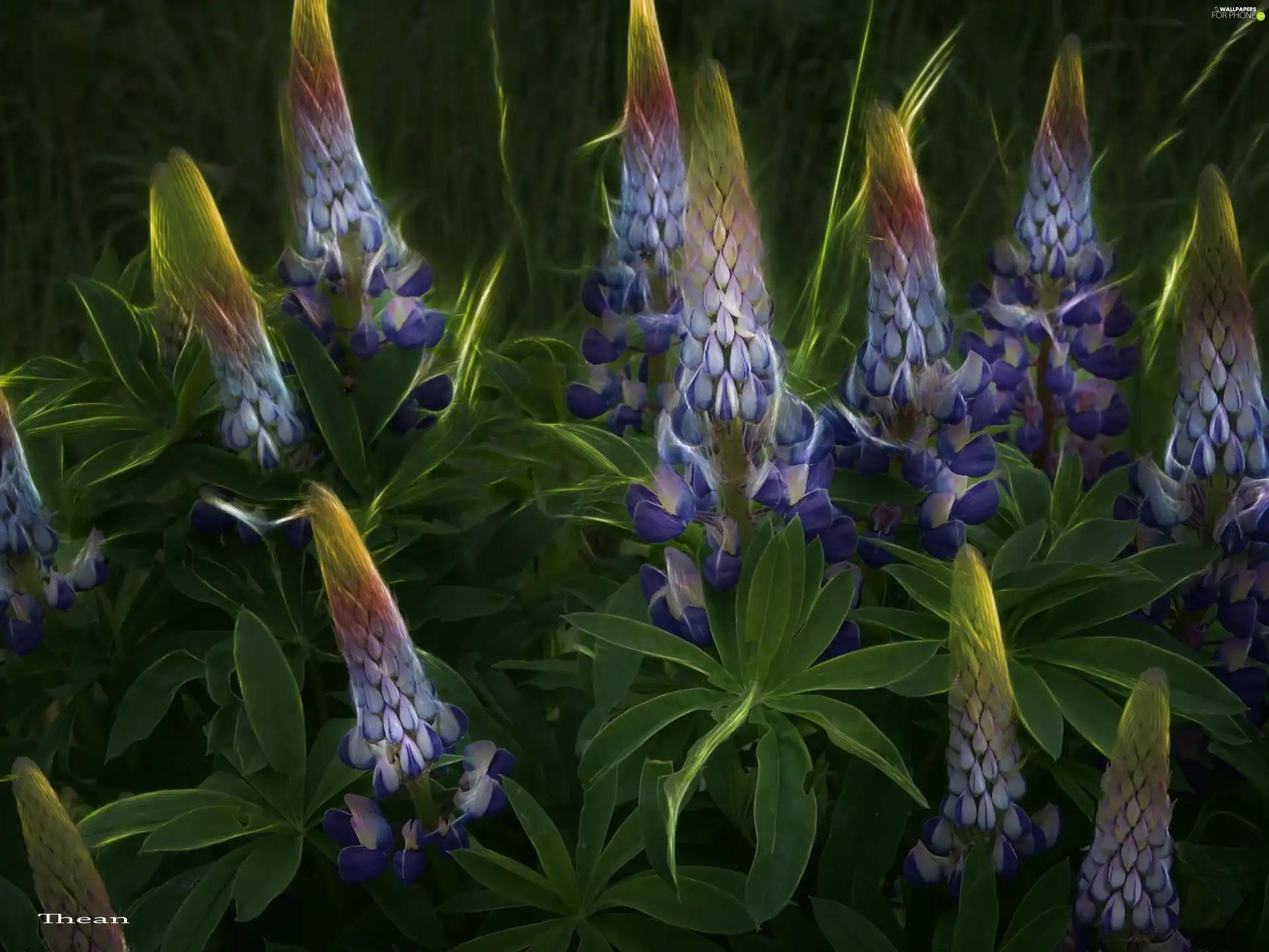 Fractalius, blue, lupine