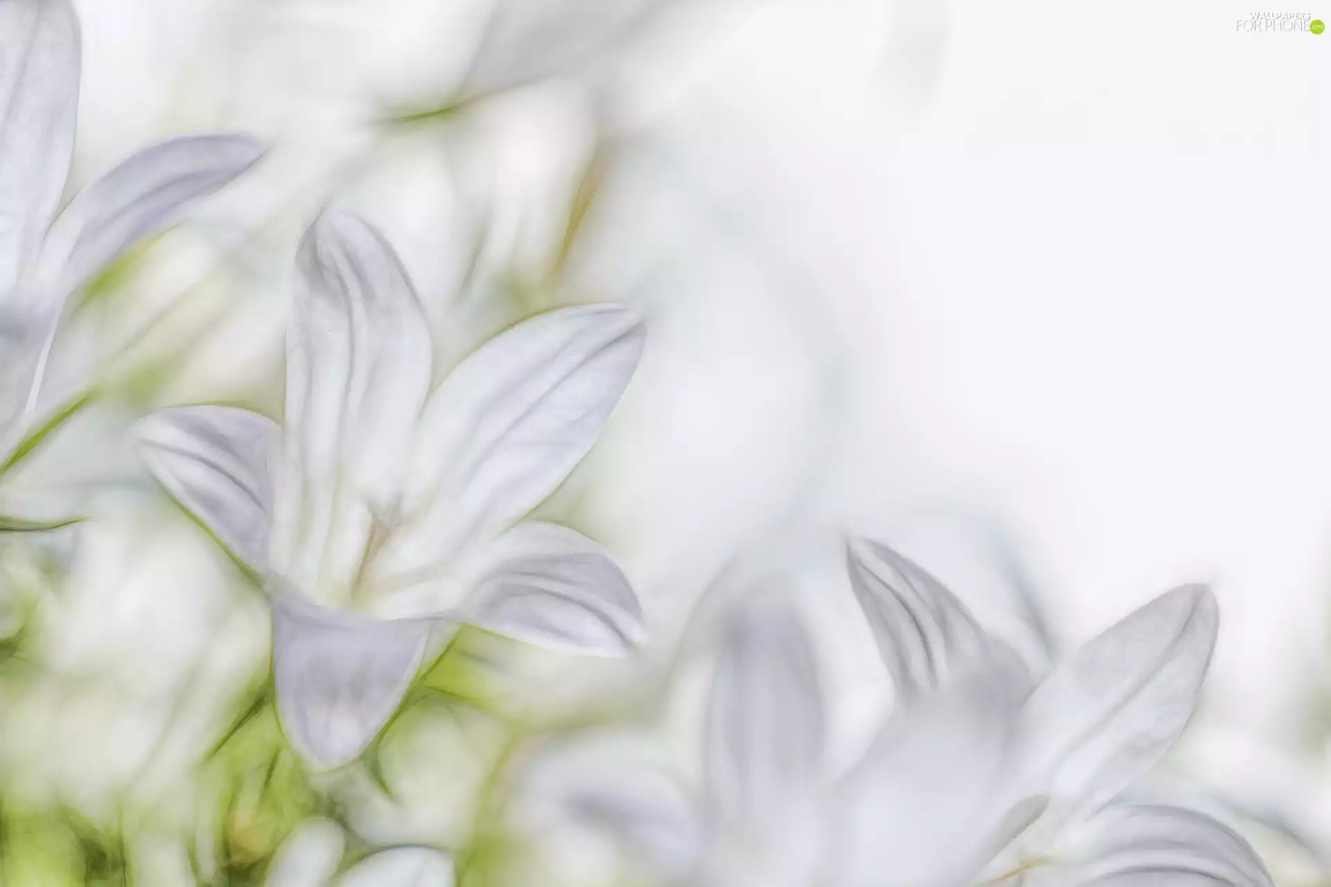 Fractalius, Campanula, ringtones