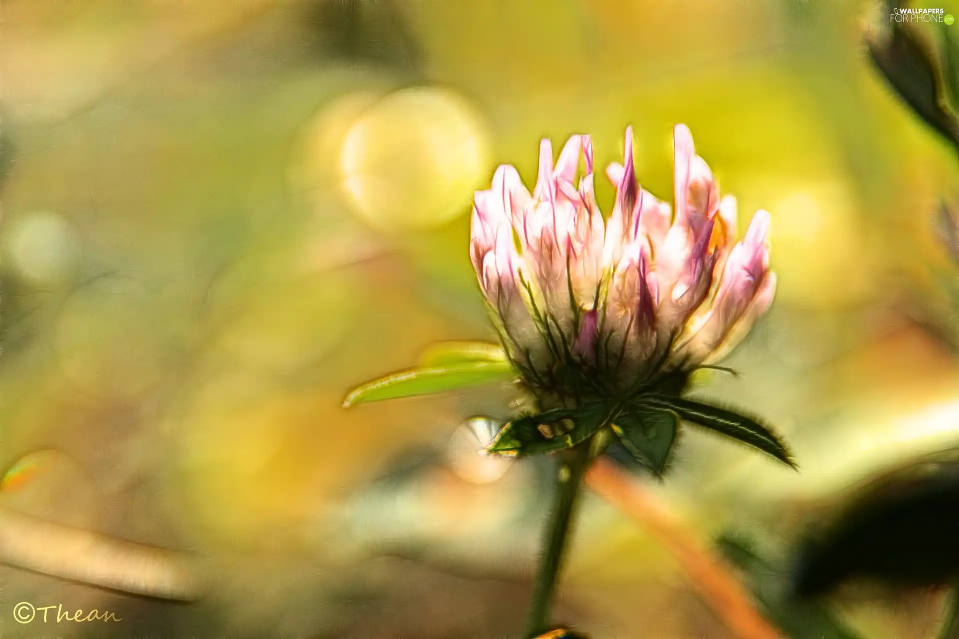 Fractalius, Pink, trefoil