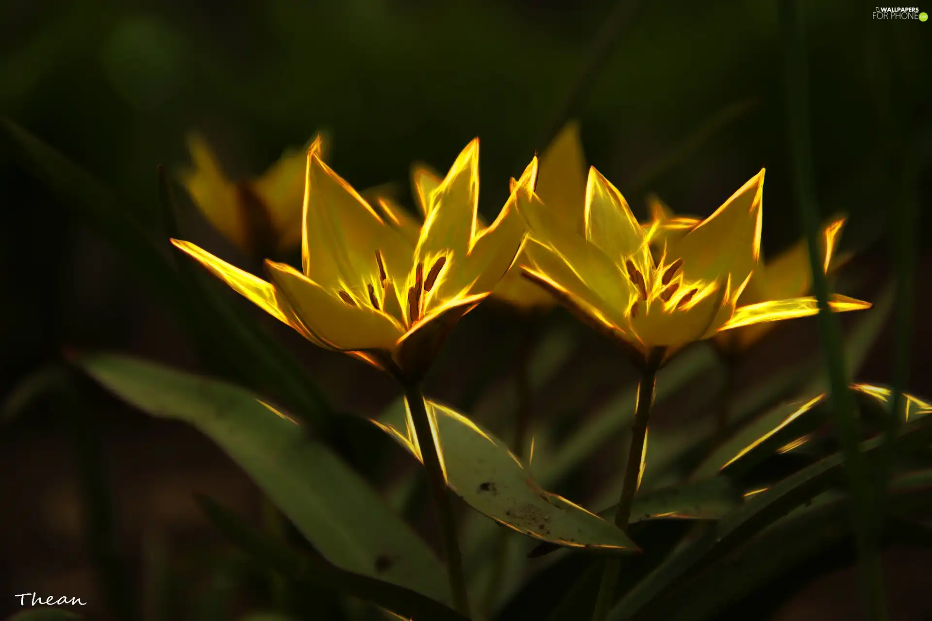 Fractalius, Flowers, Tulips