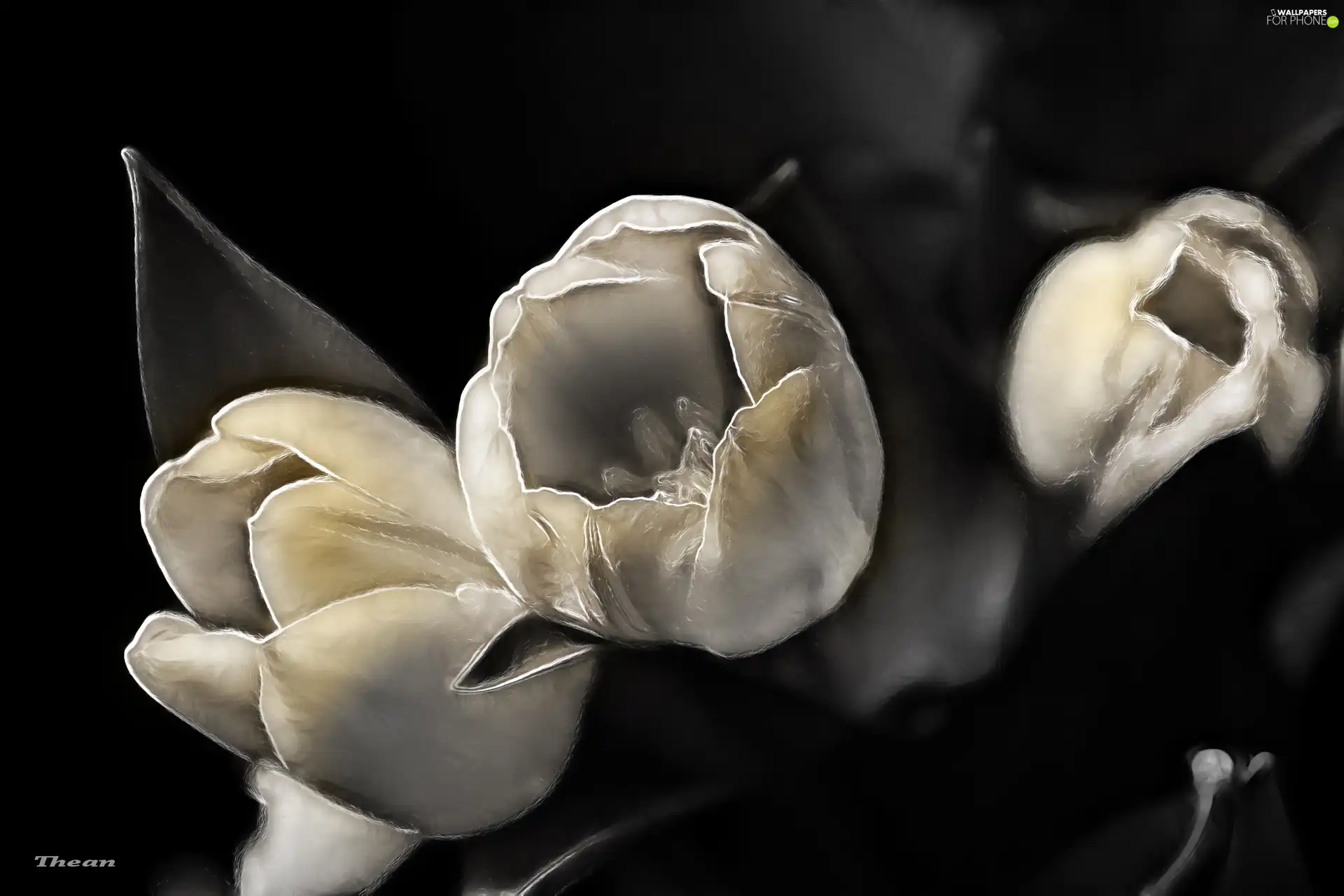 Tulips, Fractalius