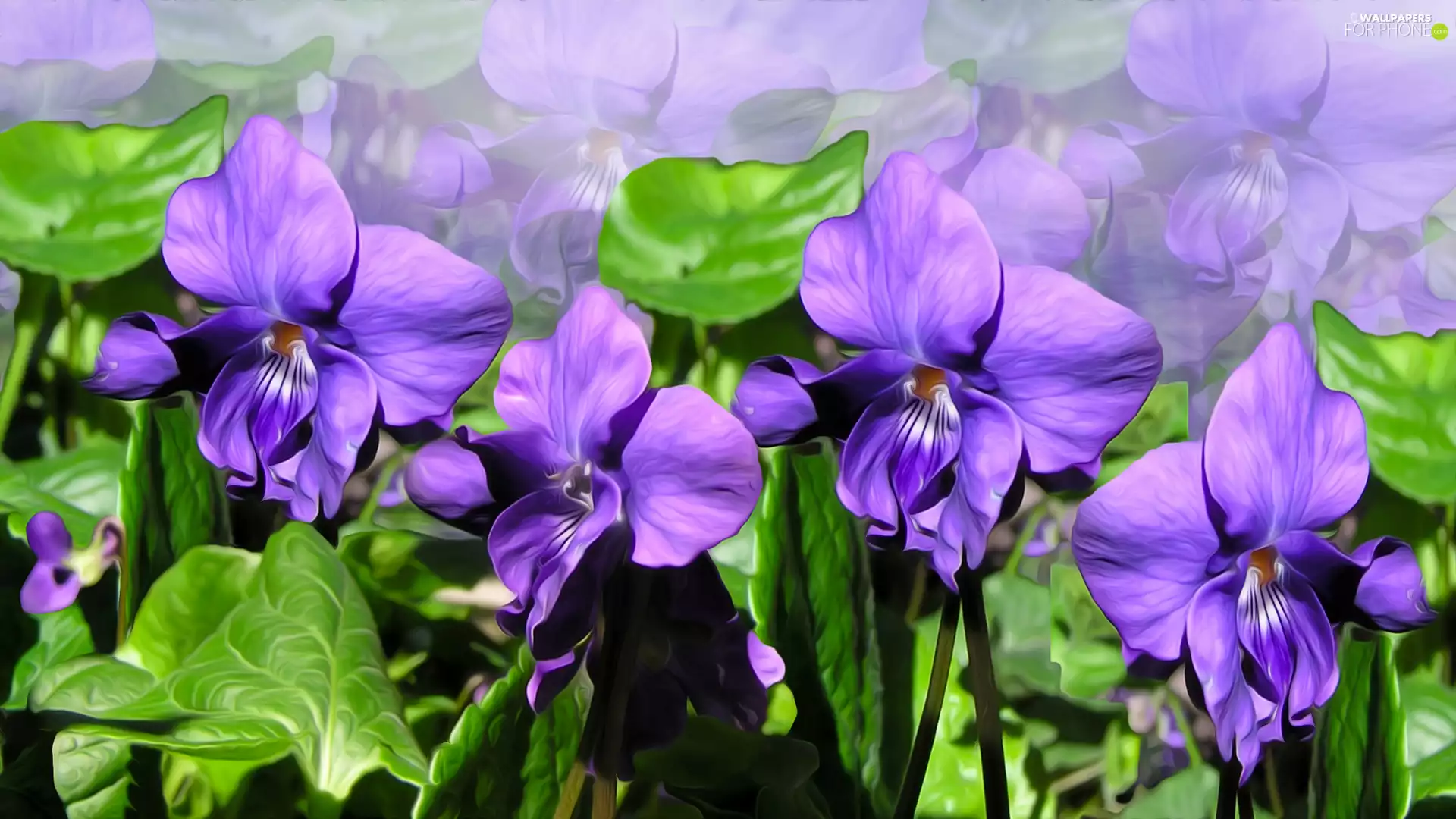 purple, fragrant violets, graphics, Flowers