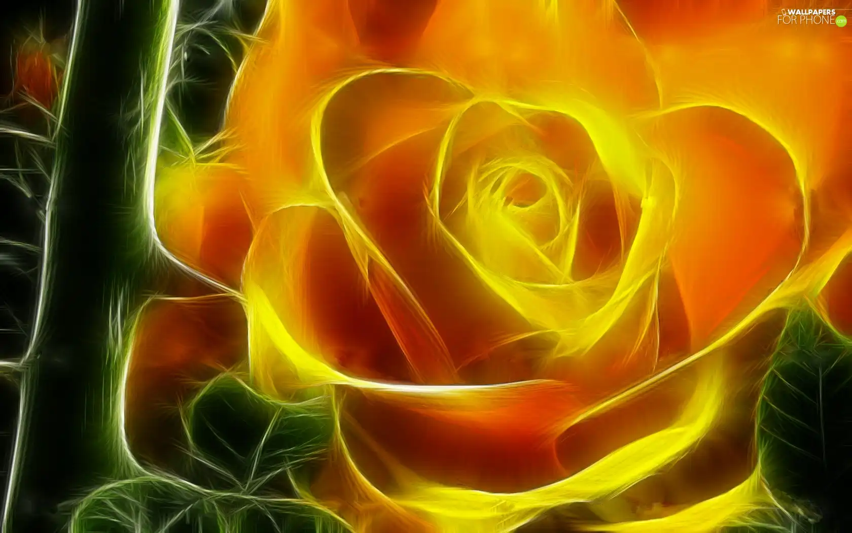 rose, Colourfull Flowers, Fraktal