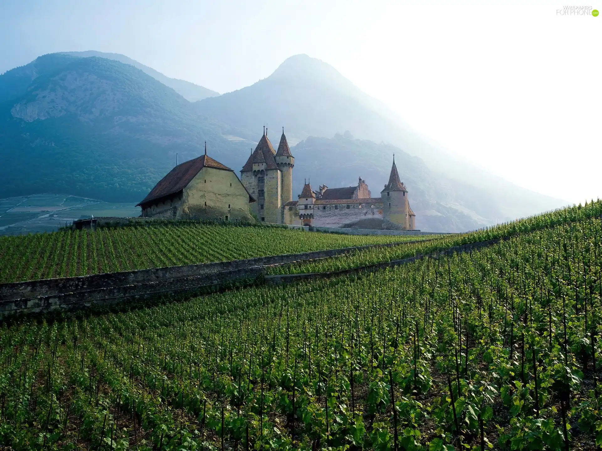 Mountains, vineyard, France, Castle
