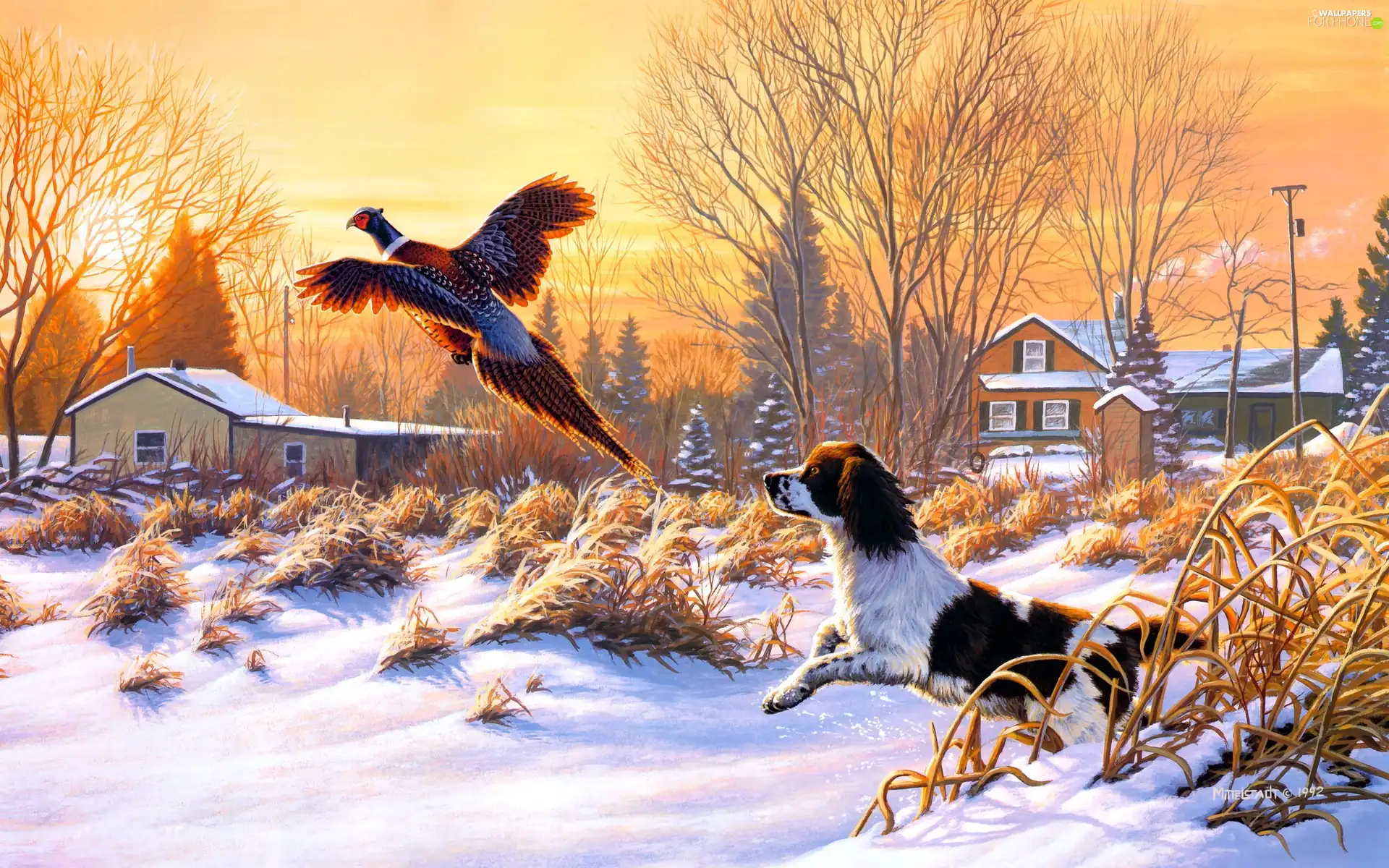 dog, picture, Frank Mittelstadt, pheasant