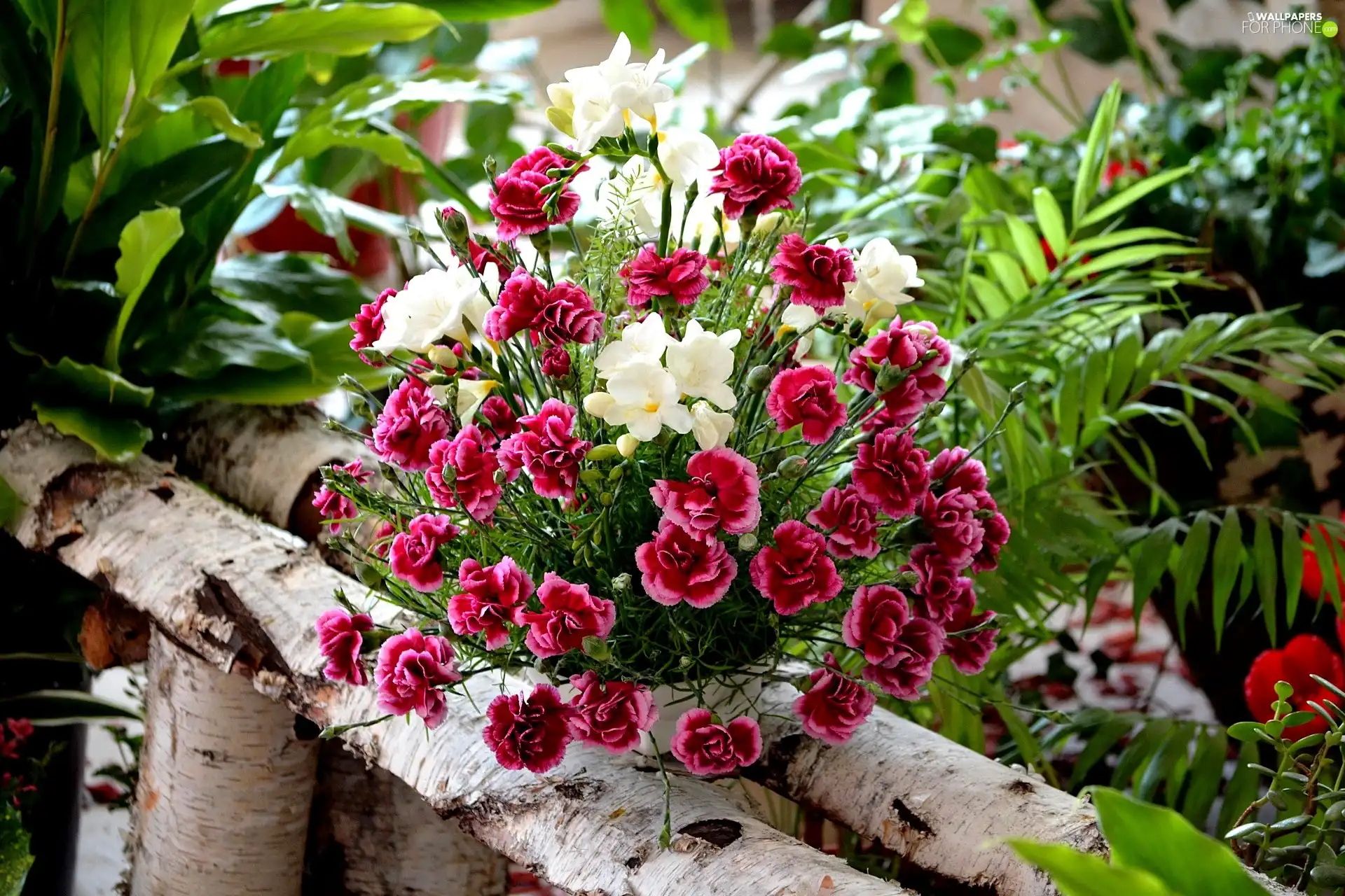 bouquet, Dianthus barbatus, Freesias, flowers