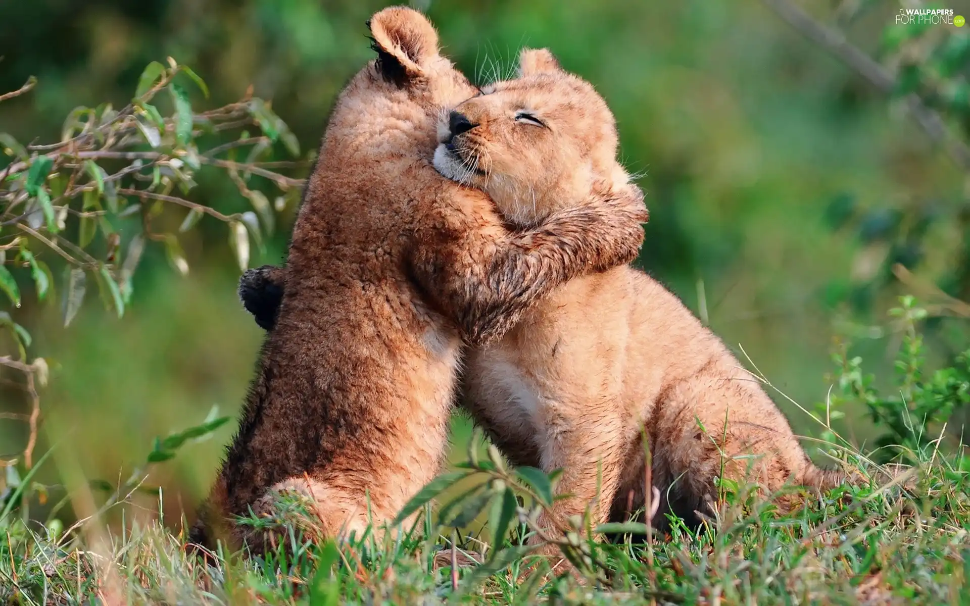 Two cars, lions, friendship, little doggies