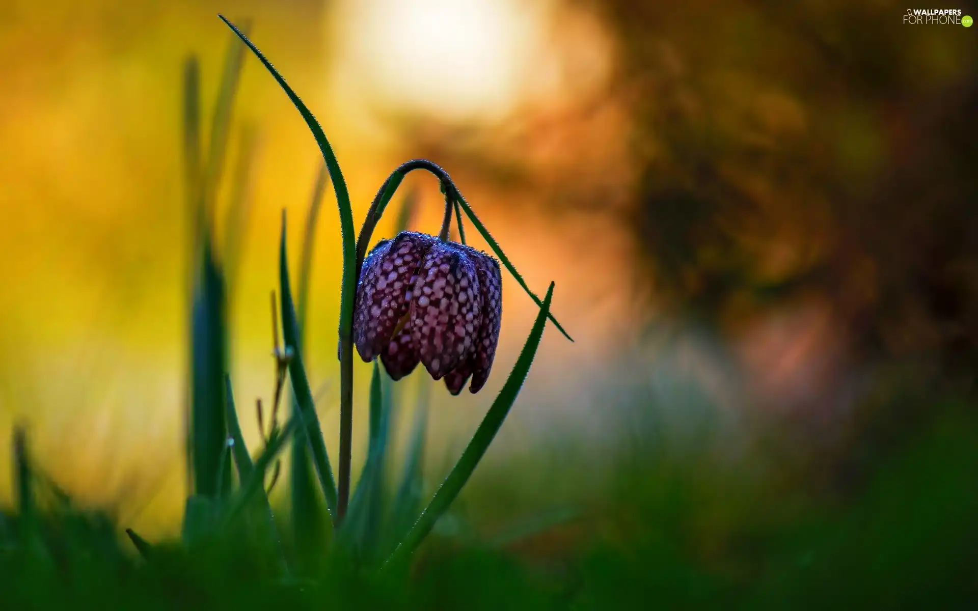 Colourfull Flowers, Fritillaria meleagris