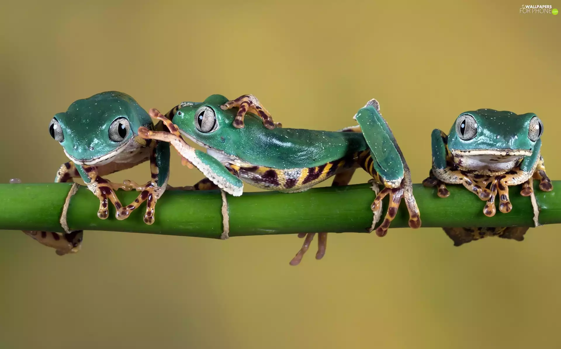 green ones, Red Eyed Tree Frog, twig, frogs